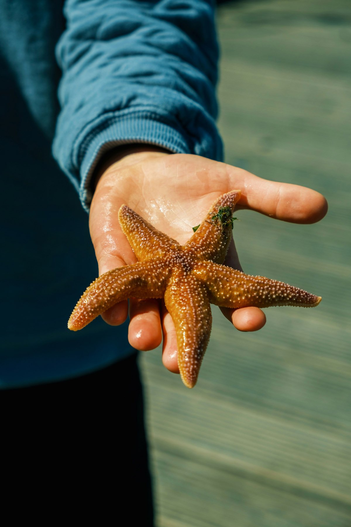 Person holding a starfish with five arms on a beach or waterfront.
