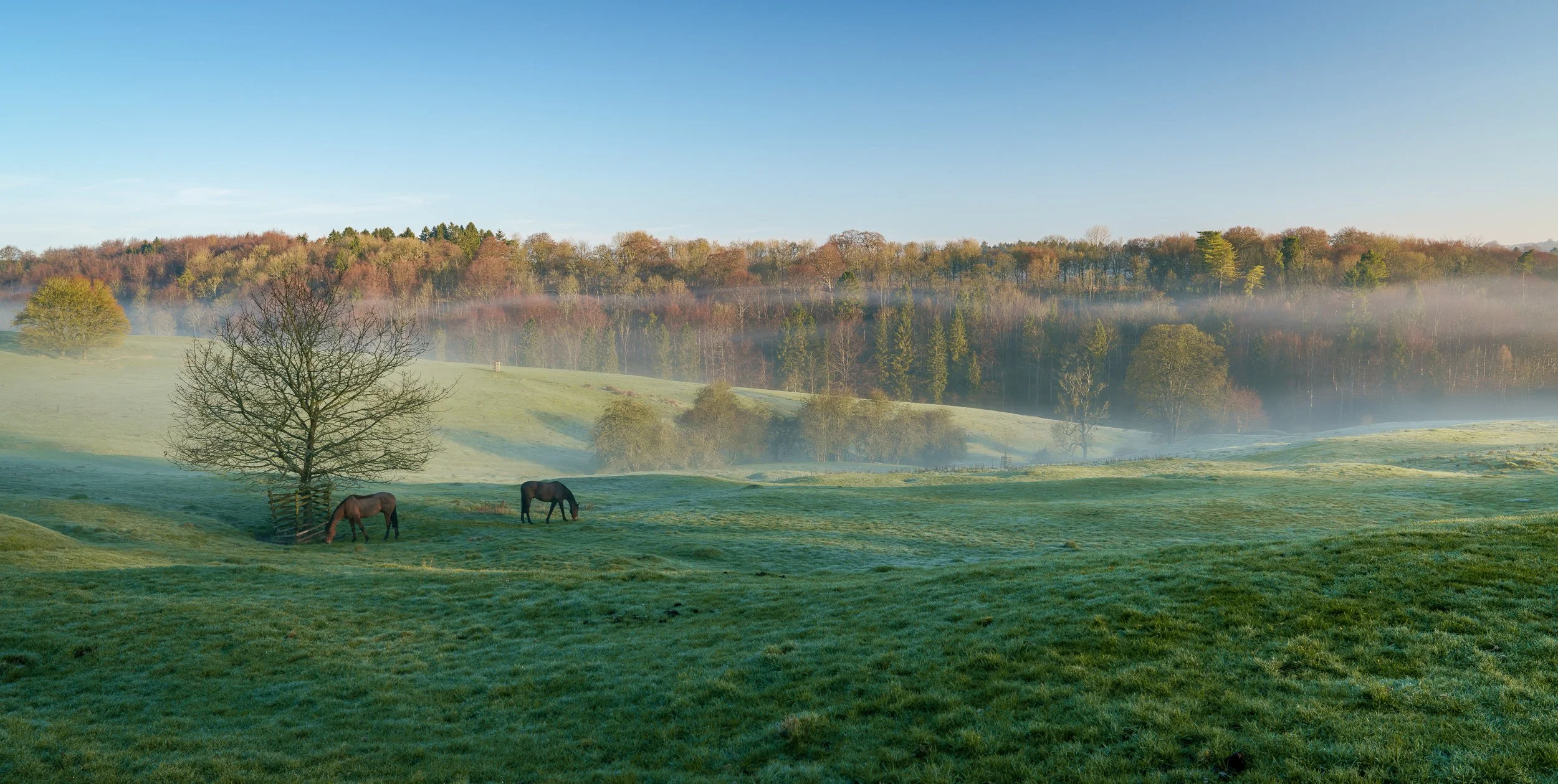 A peaceful countryside scene with green grass, two horses grazing near a tree, and a backdrop of a forest with fall-colored trees under a clear blue sky with some fog in the distance.