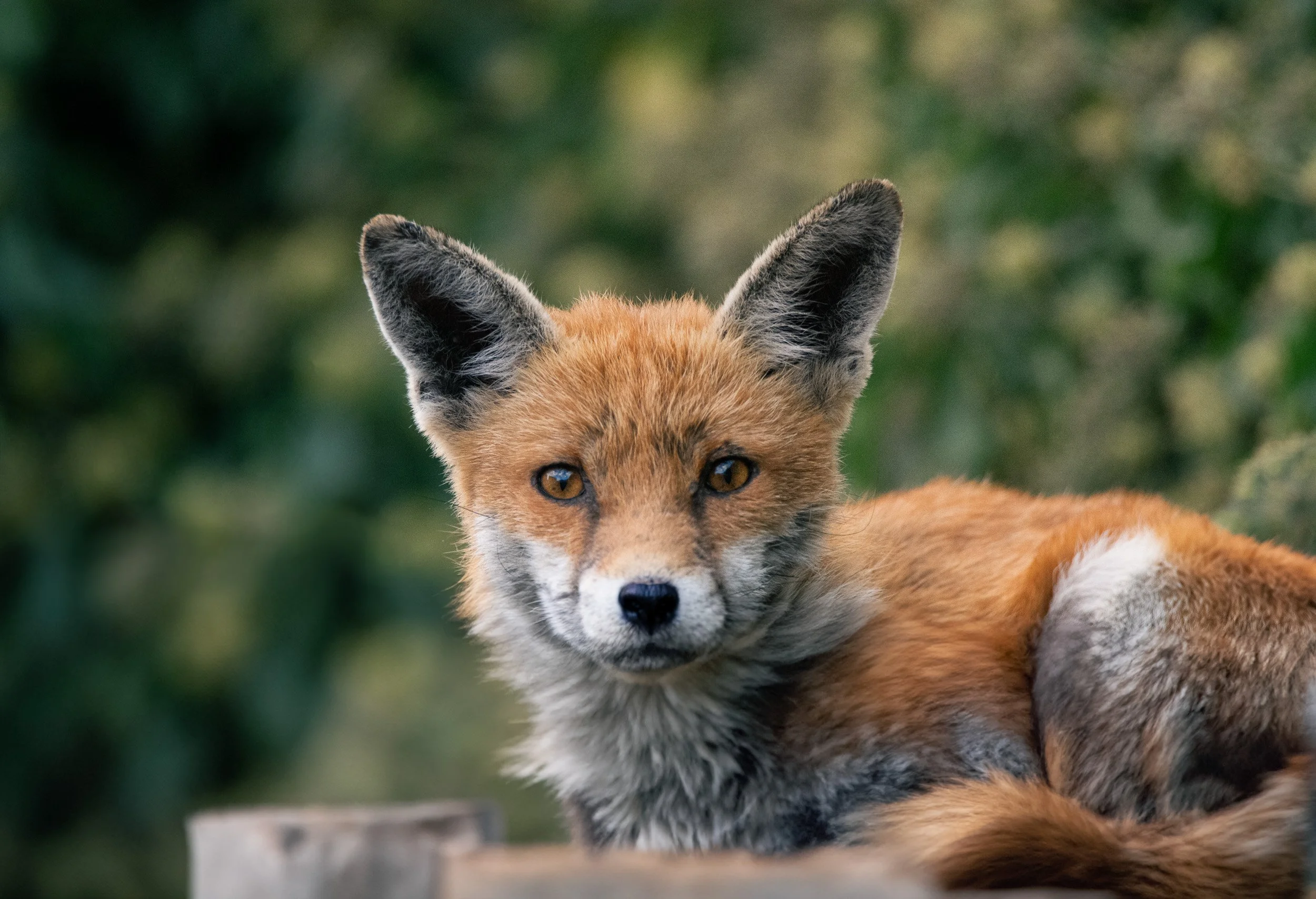 Fox.jpg