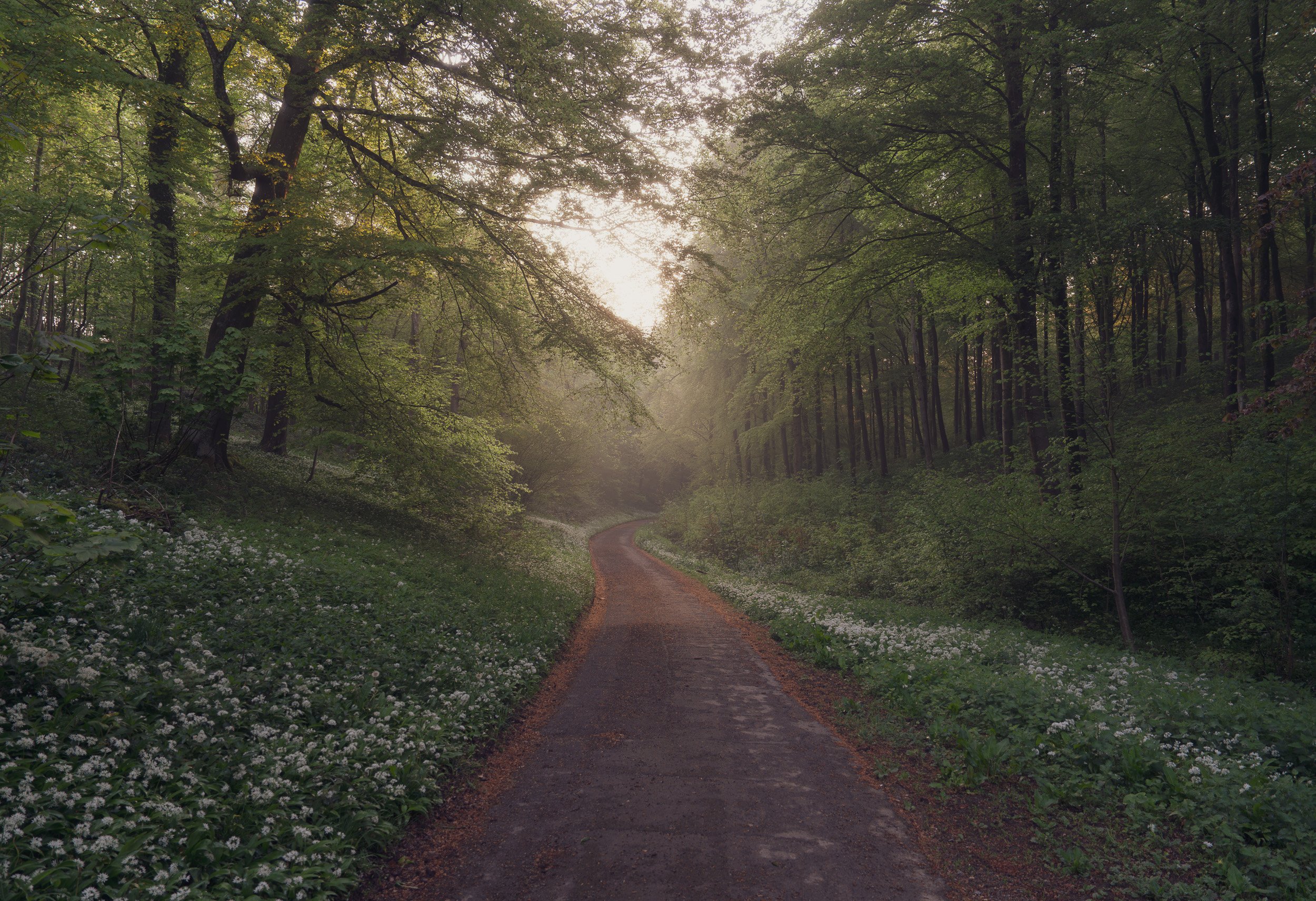 A dirt path winds through a lush green forest with sunlight filtering through tall trees, creating a serene and peaceful atmosphere.