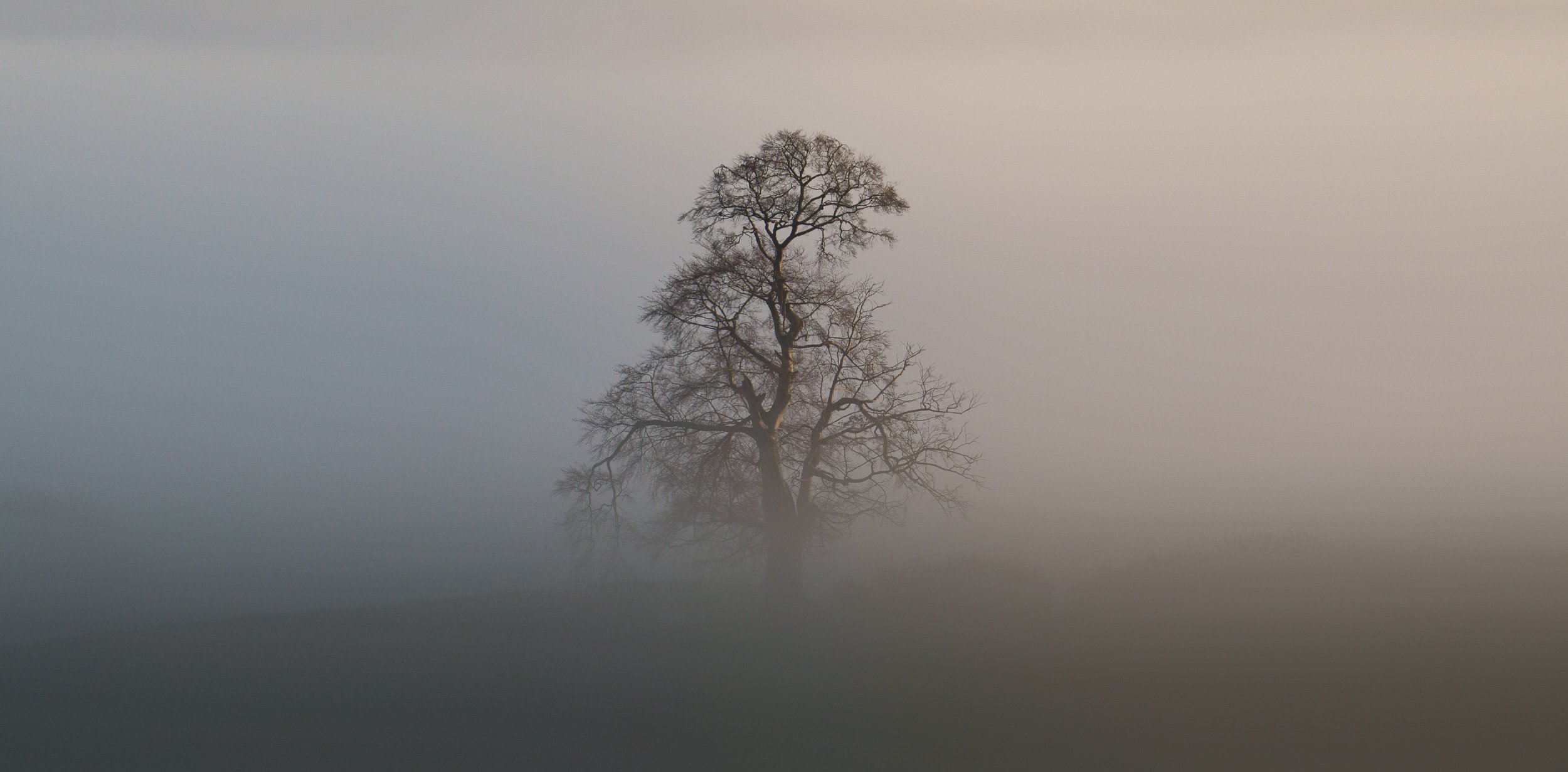 A solitary, leafless tree reflected in a calm body of water, with foggy or misty background.