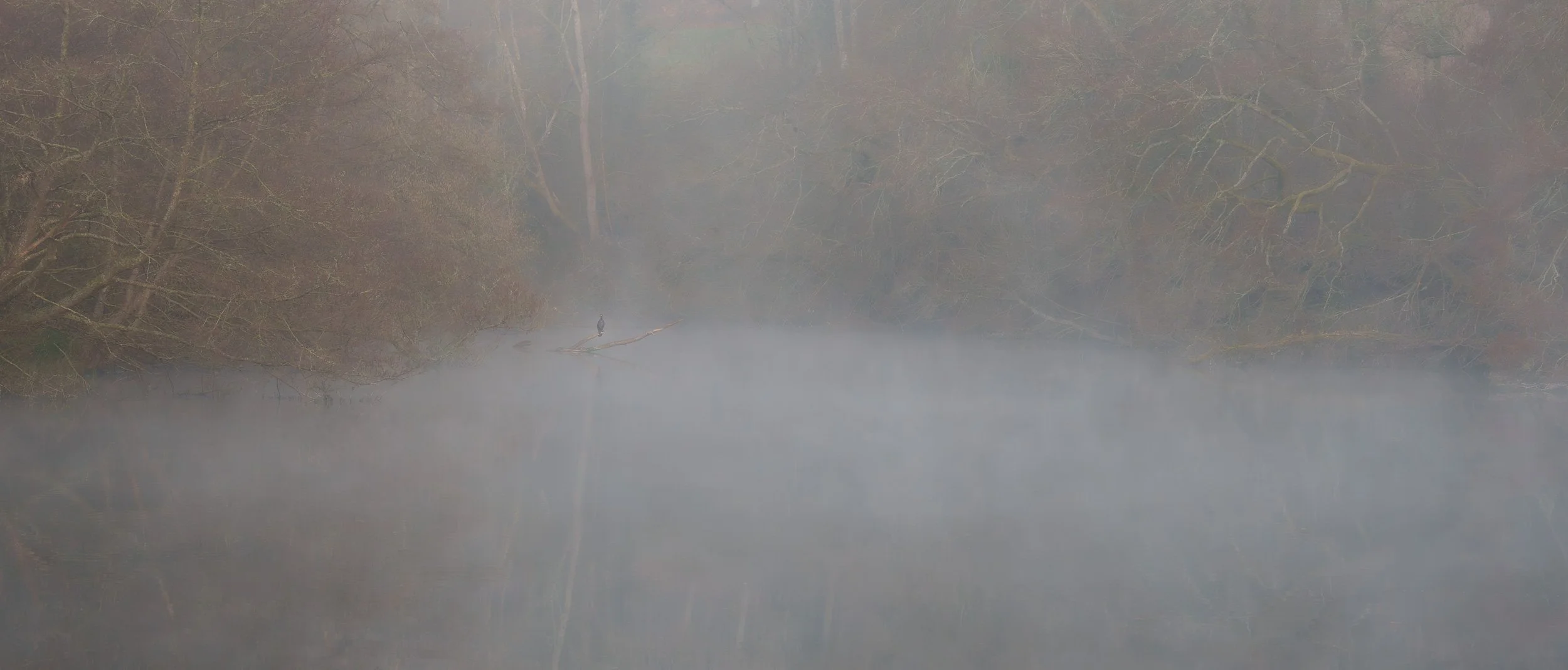 A misty lake surrounded by leafless trees with a bird perched on a branch over the water.