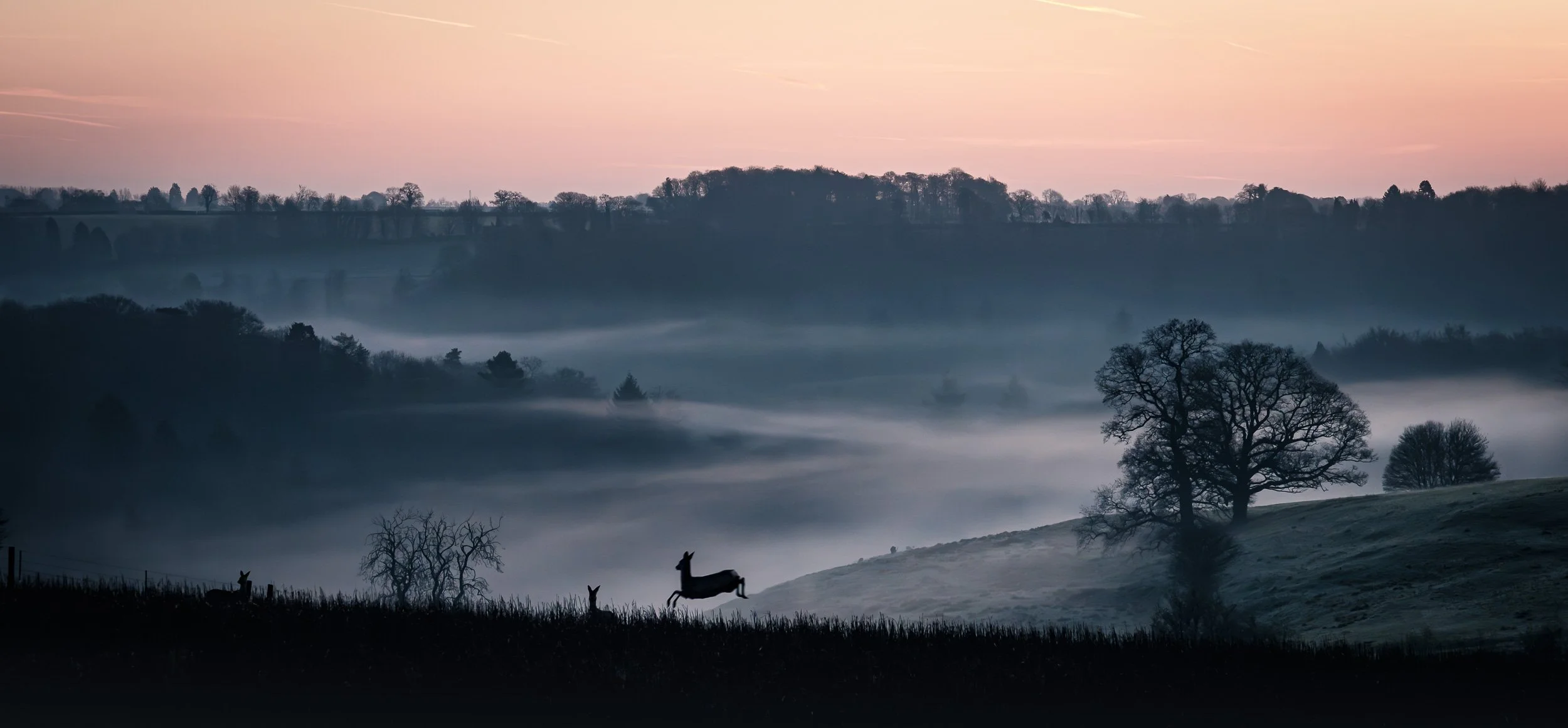 A foggy rural landscape at dawn with silhouetted trees, hills, and a deer standing in the foreground.