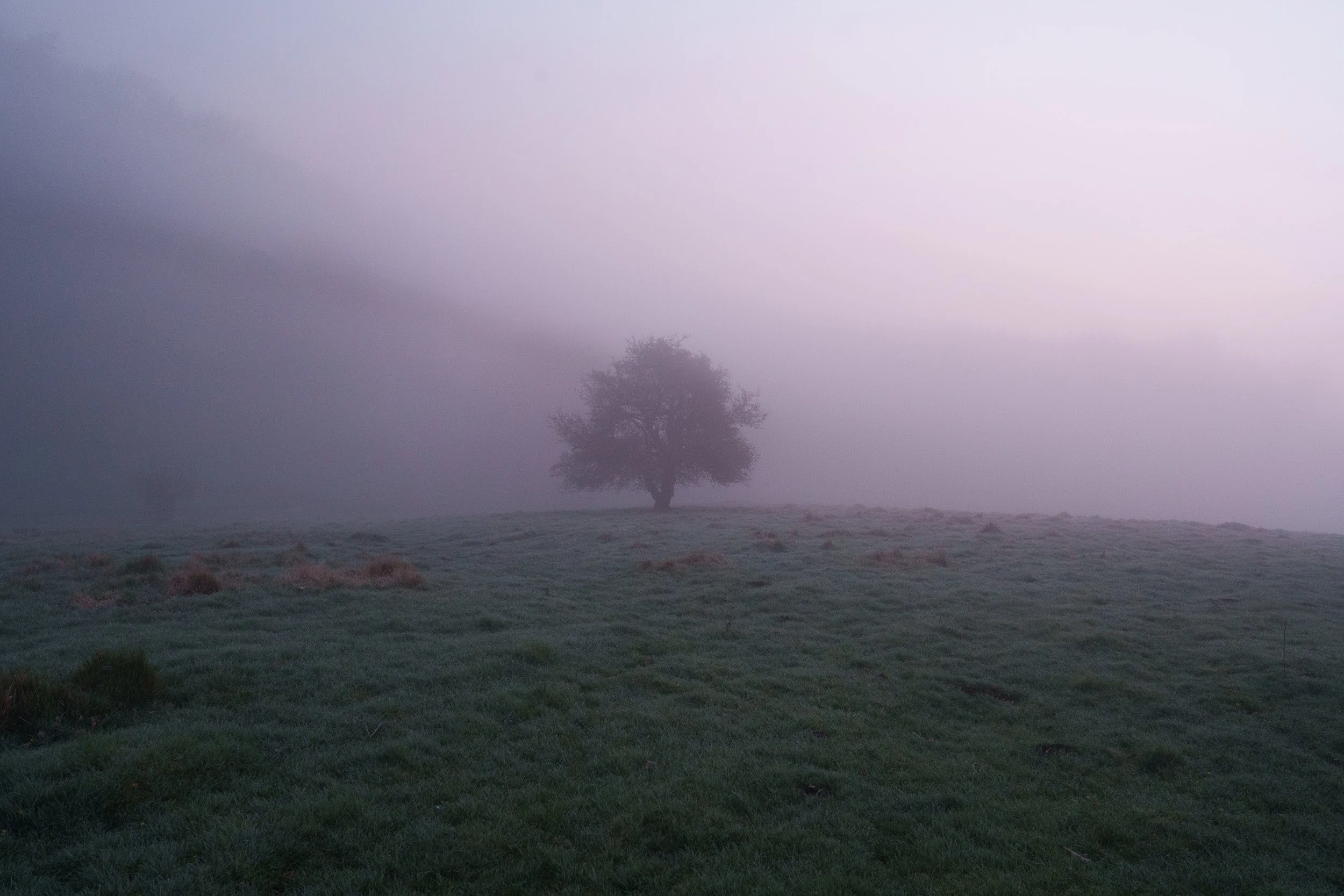 A solitary tree in a foggy landscape with a grassy field in the foreground.