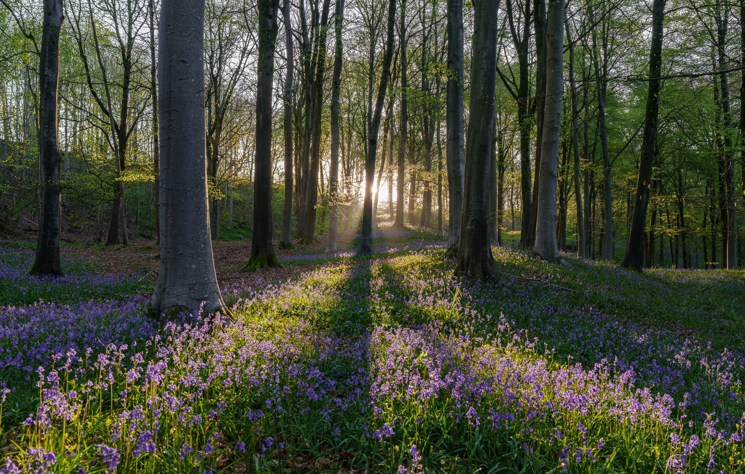 Sunlight shining through a dense forest of tall, leafless and leafy trees, with a forest floor covered in purple flowers.