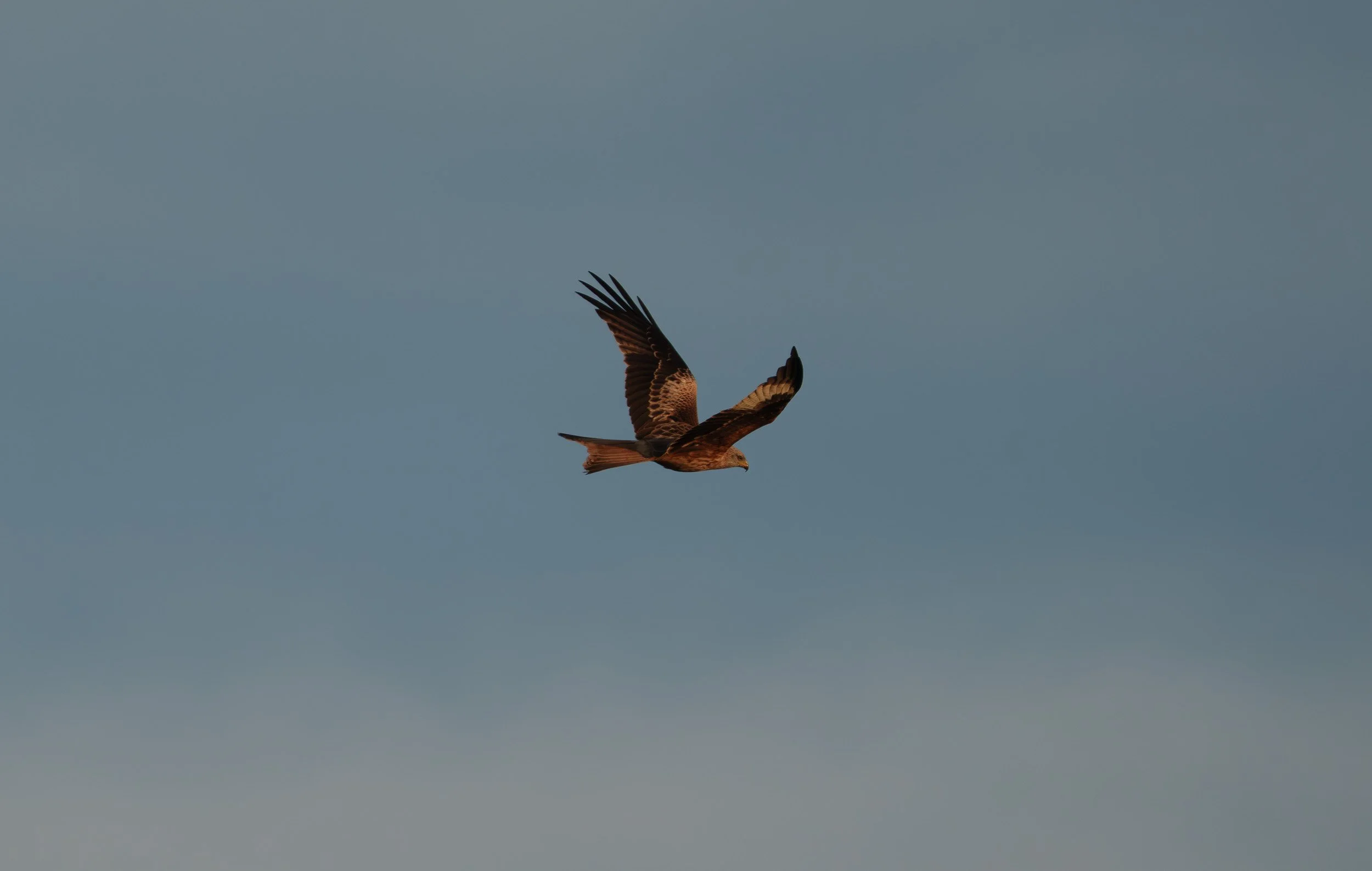 A7R01067-Enhanced-NR.jpg