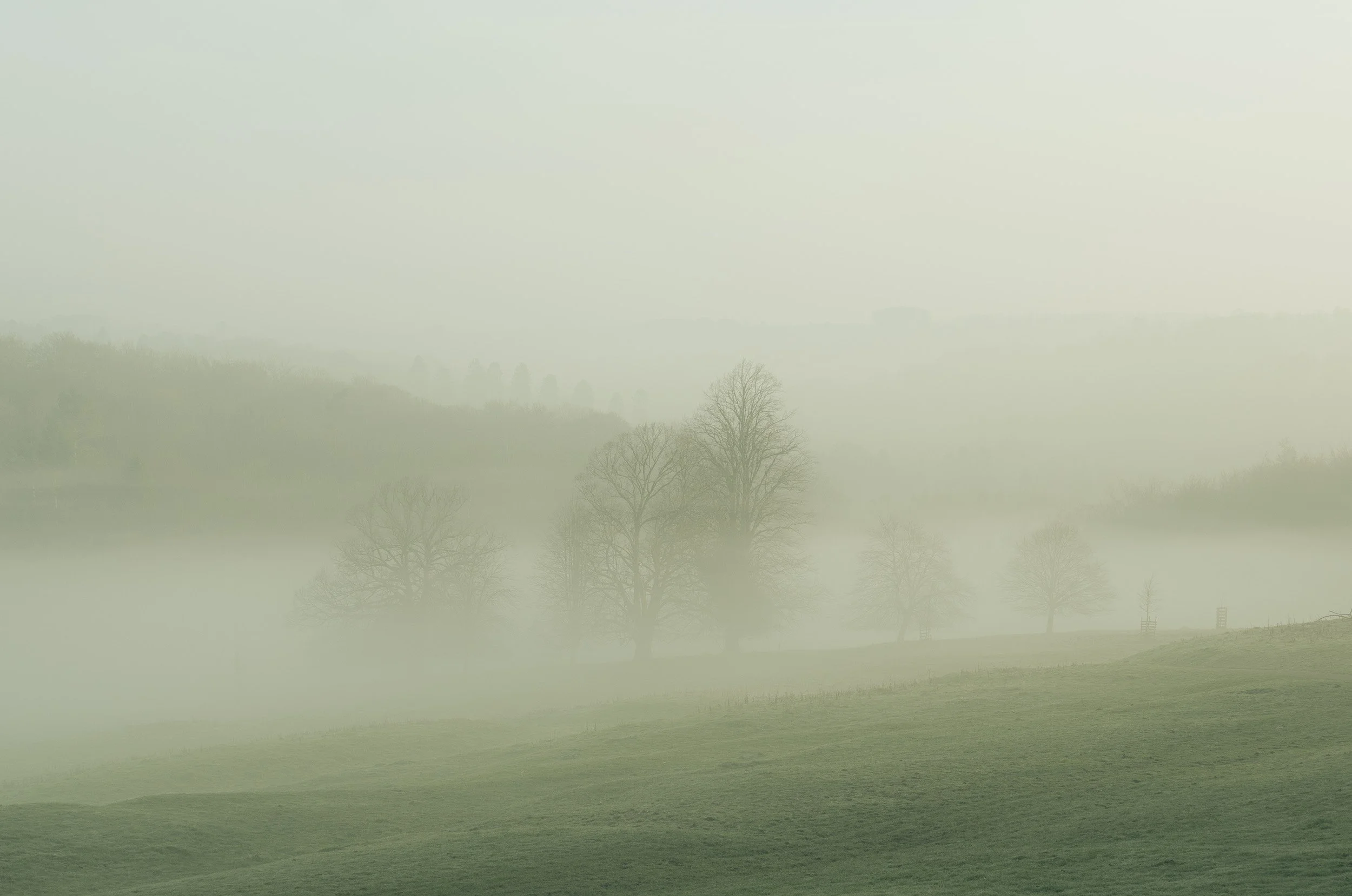 A foggy landscape with rolling green hills, scattered leafless trees, and a distant line of trees on the horizon.