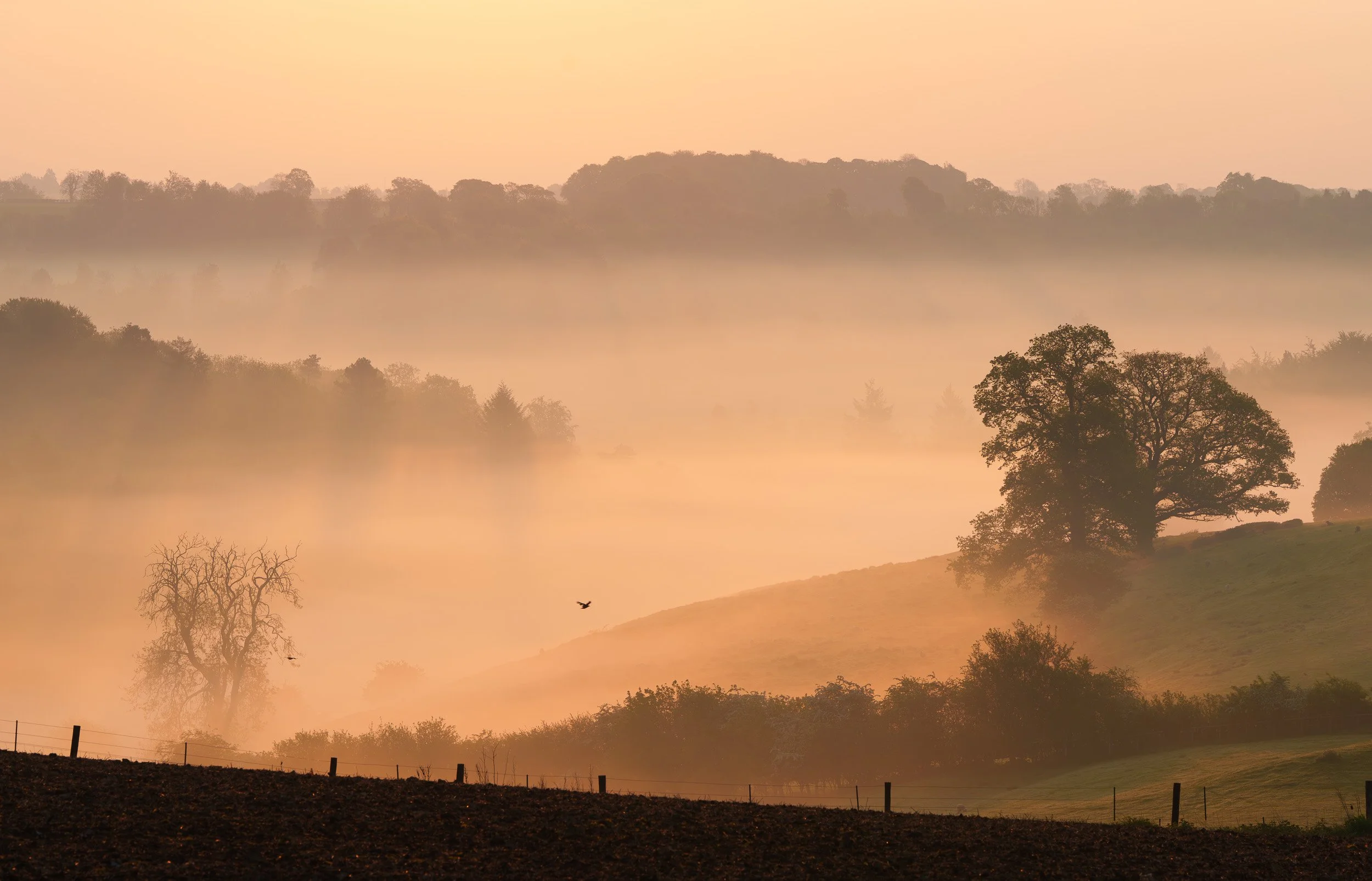 A serene landscape of rolling hills covered in fog, with scattered trees and a few birds flying in the sky, during sunrise or sunset.
