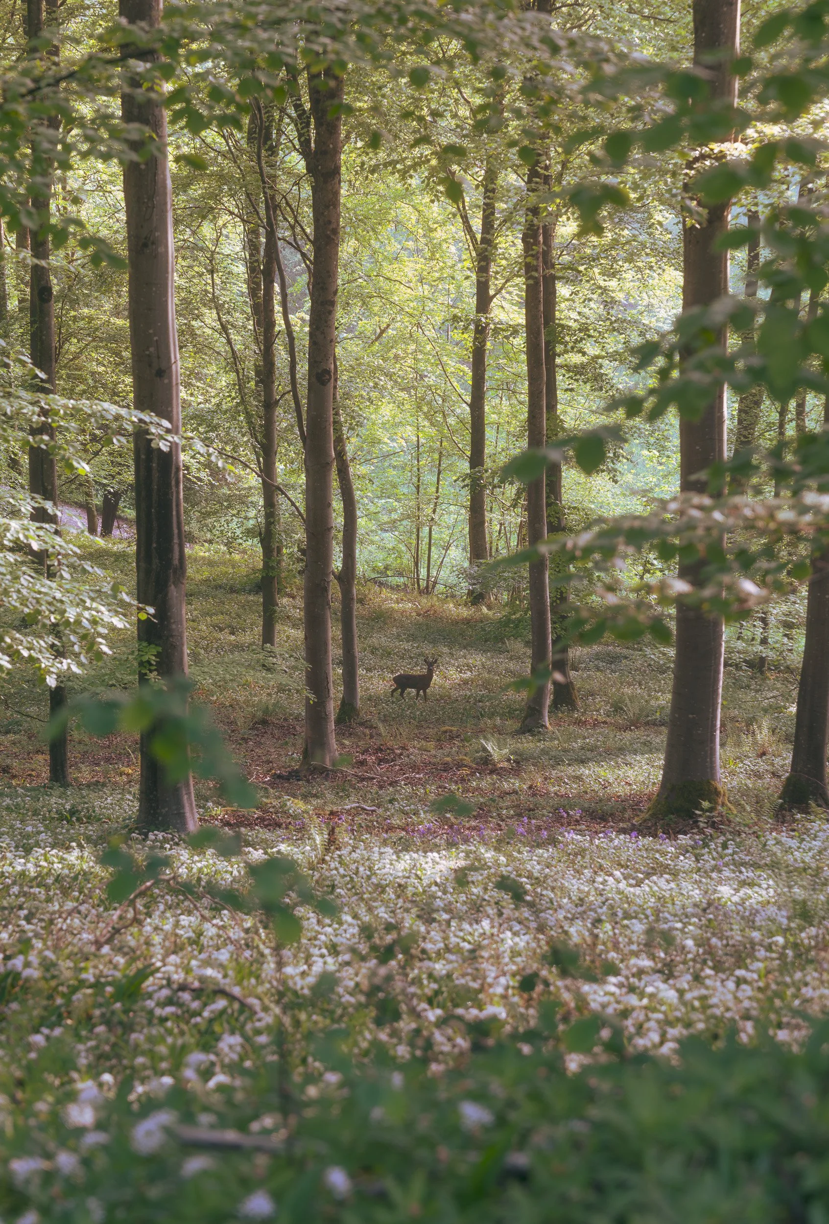 A7R05185.jpg
