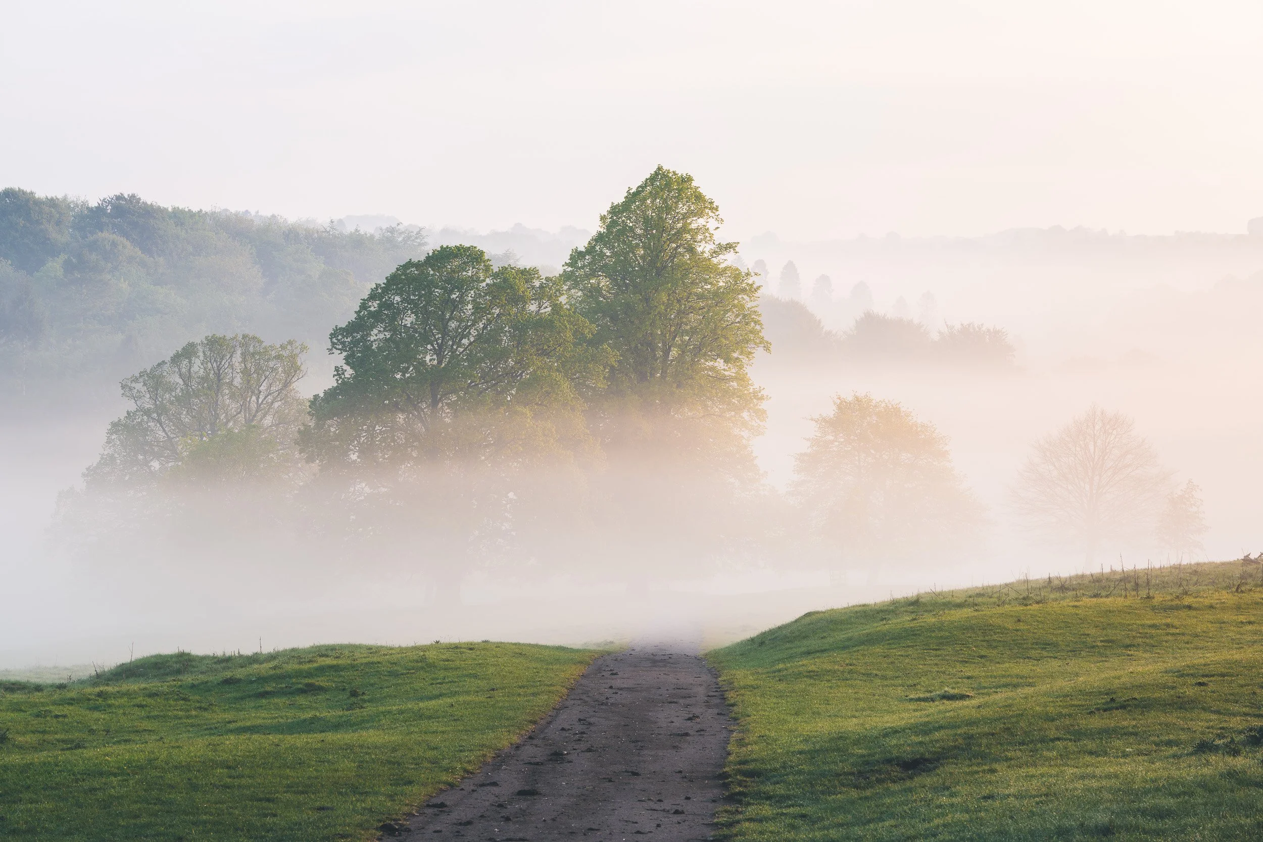 A foggy landscape with a dirt path leading to trees in the distance, with green grass near the path.