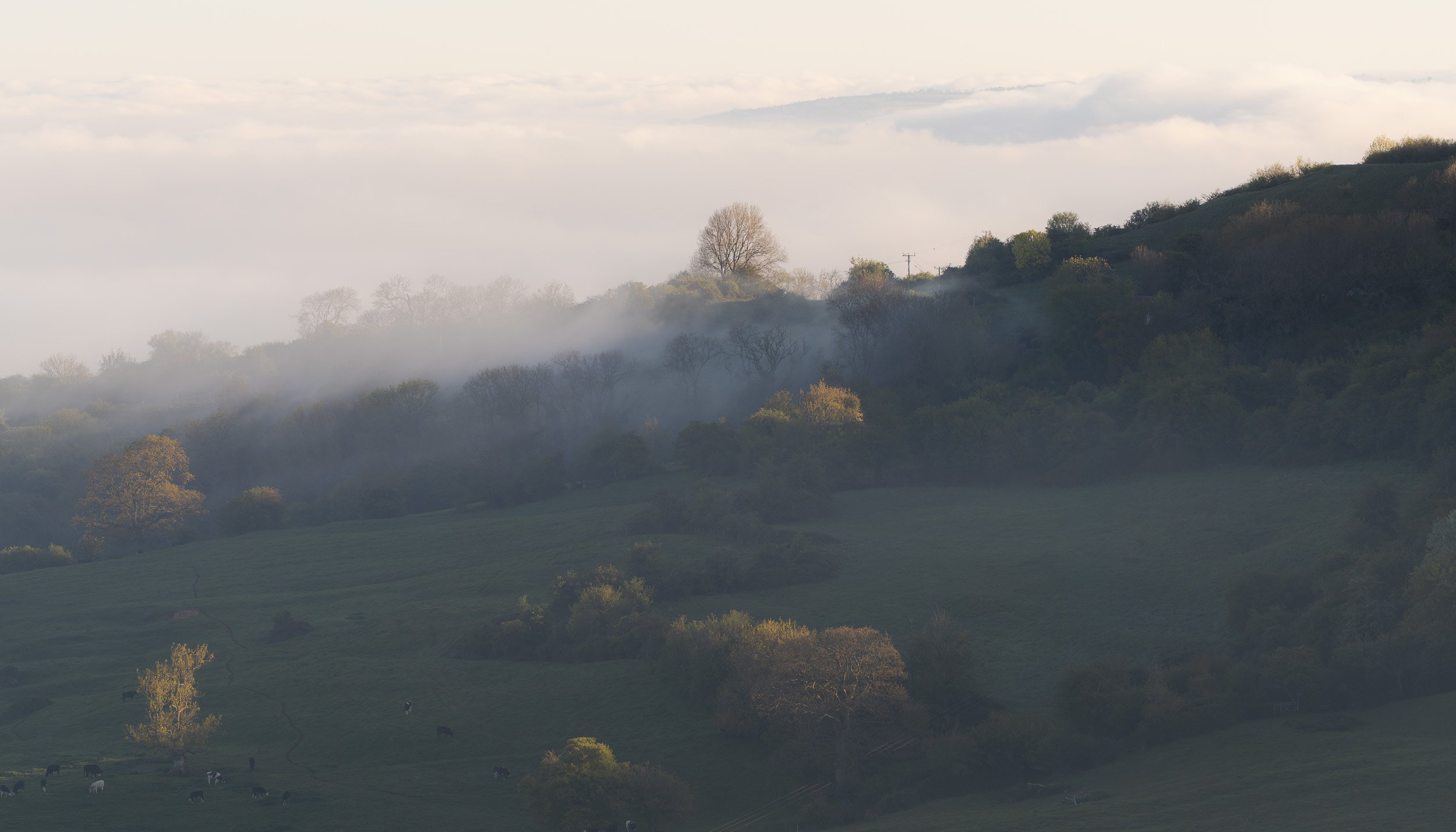 A scenic landscape with rolling green hills, scattered trees, and a light mist in the air, under a cloudy sky.