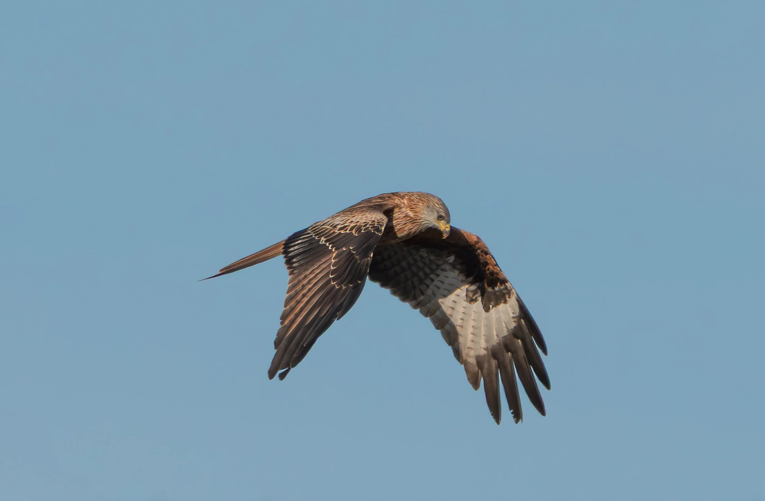 A7R03675.jpg