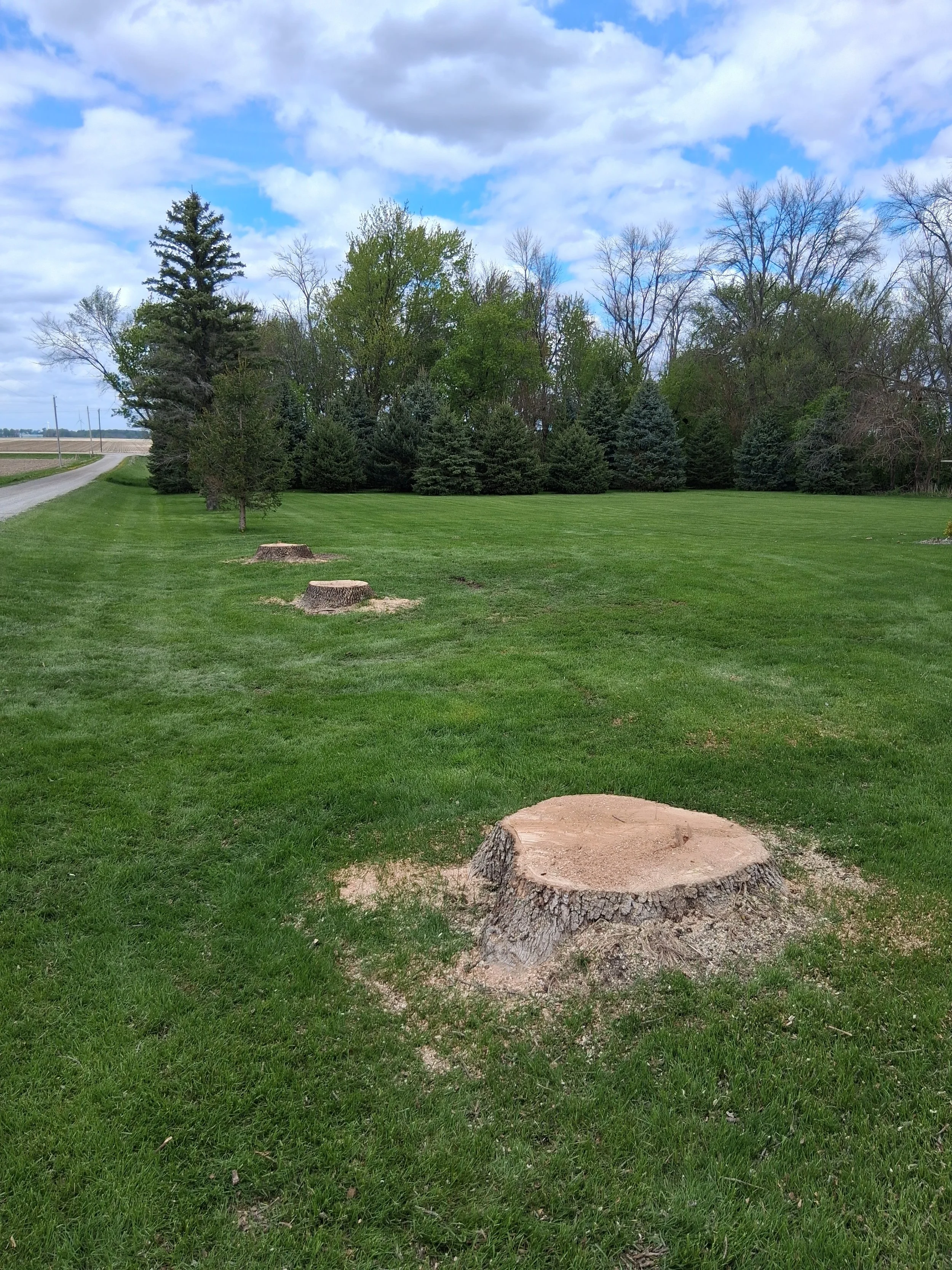 Tree Removal