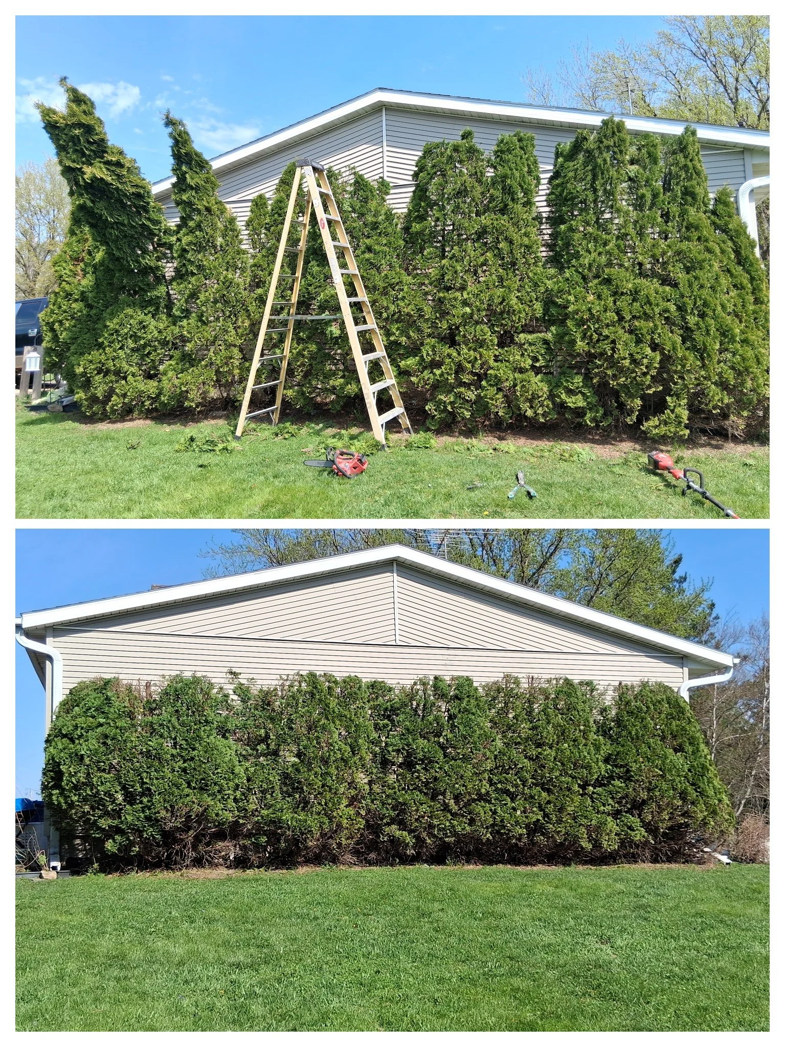 Tree Trimming