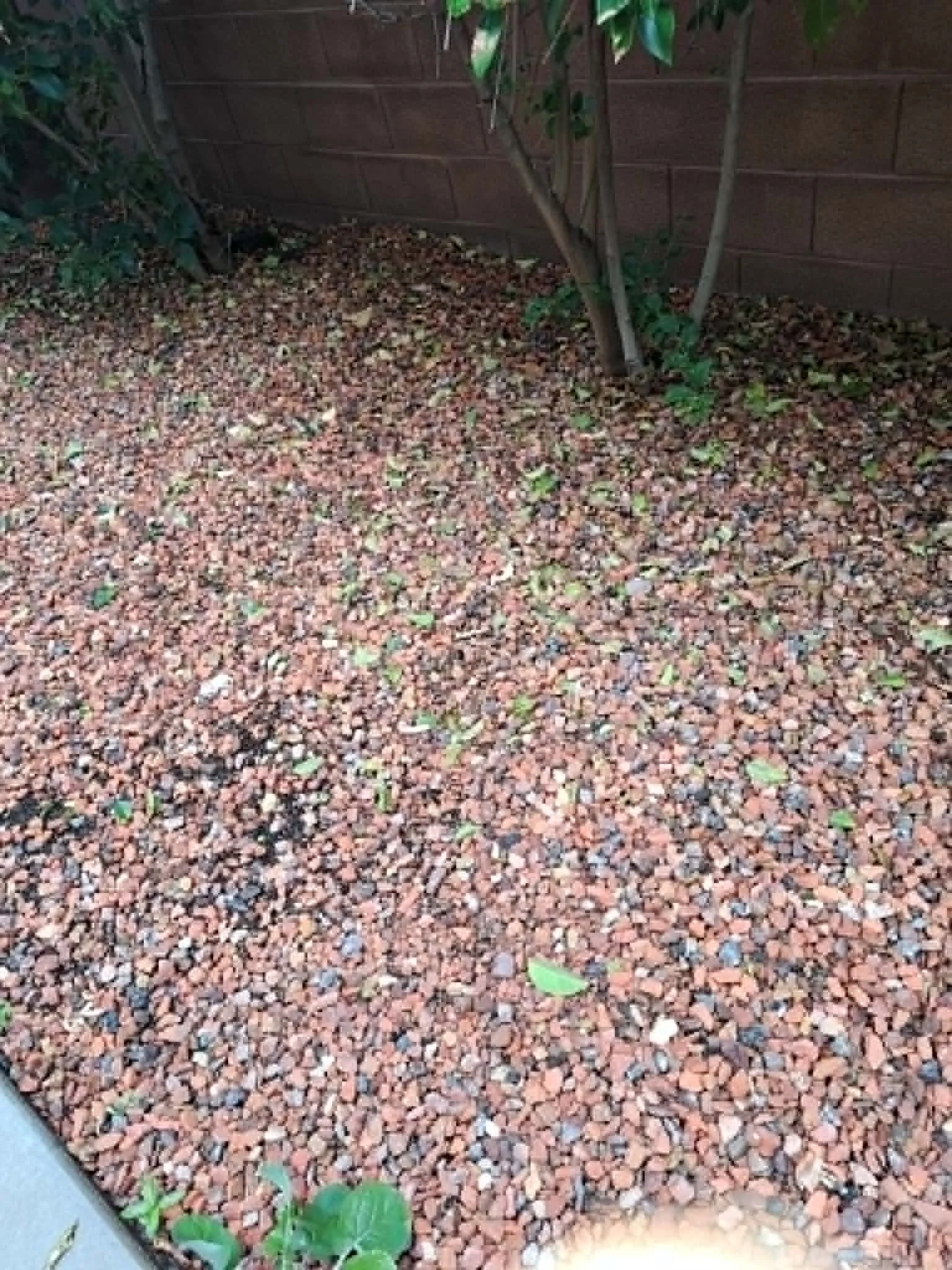 A garden bed with a brick wall in the background, containing small plants with green leaves, covered with reddish-brown gravel.
