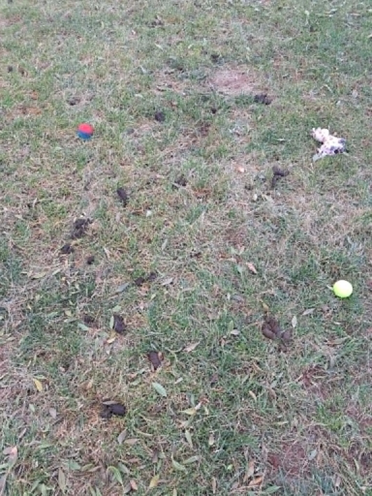 A grassy field with scattered small dark objects, a red and blue ball, and a yellow tennis ball.