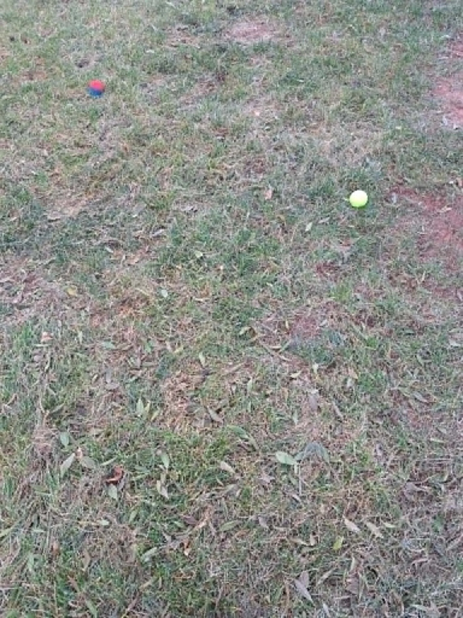 Two golf balls, one red and one yellow, on a grassy area with patches of dirt and dried grass.