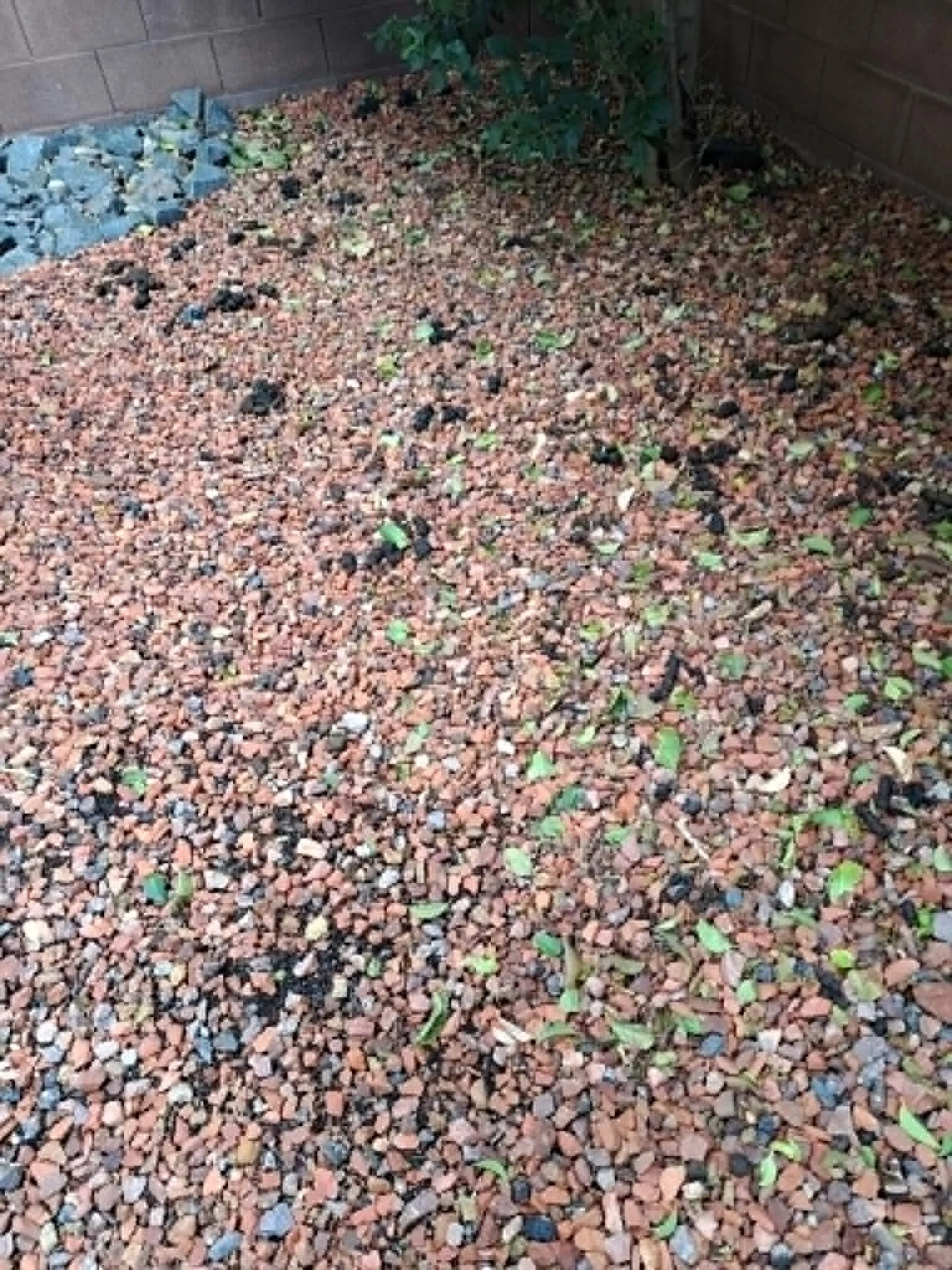 Close-up view of a gravel ground with scattered small green leaves, some stones, and a brick wall in the background.