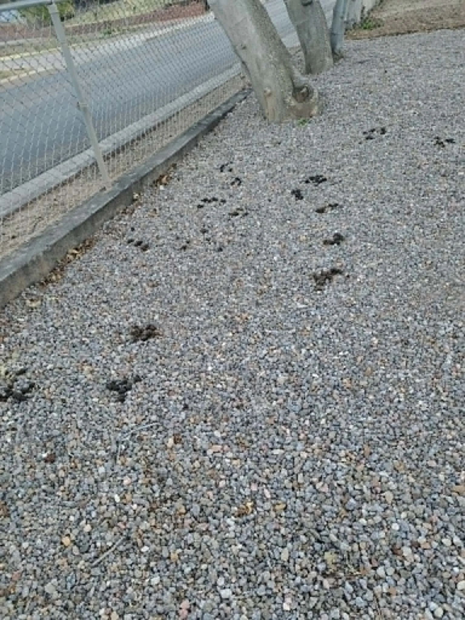 A gravel pathway with animal paw prints and a metal bench adjacent to a wooden fence and trees.
