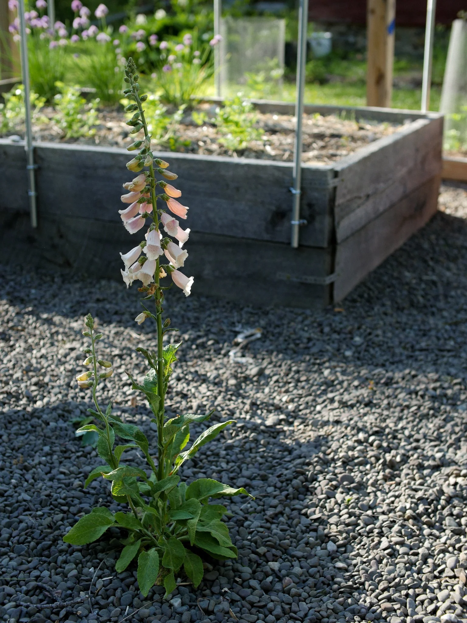 garden 07.jpg