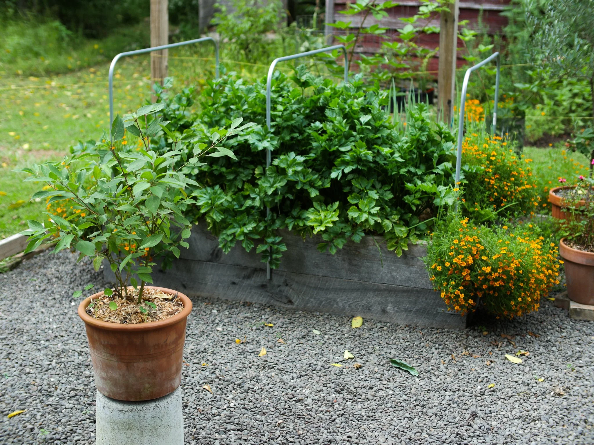 garden 24.jpg