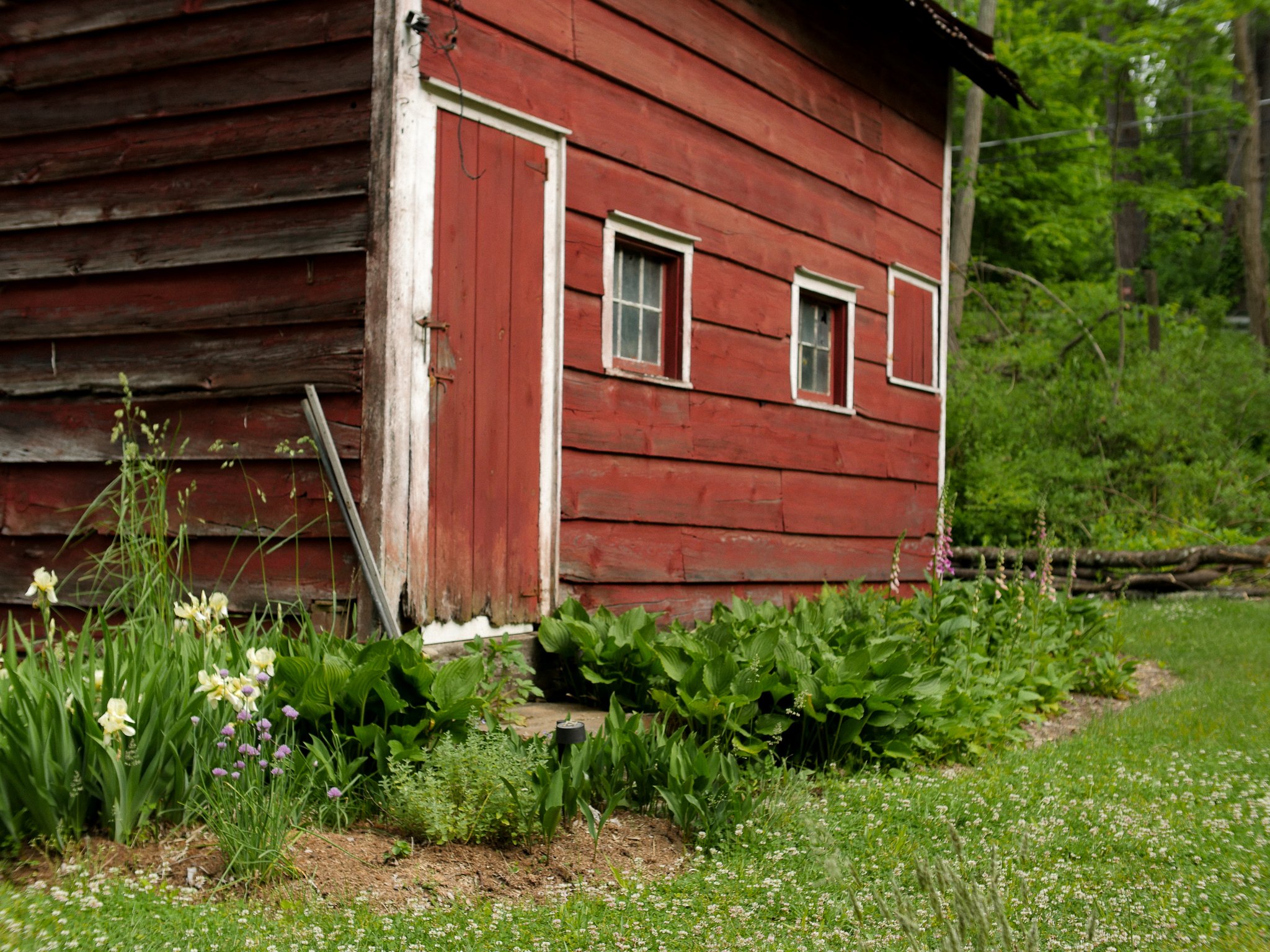 garden 17.jpg
