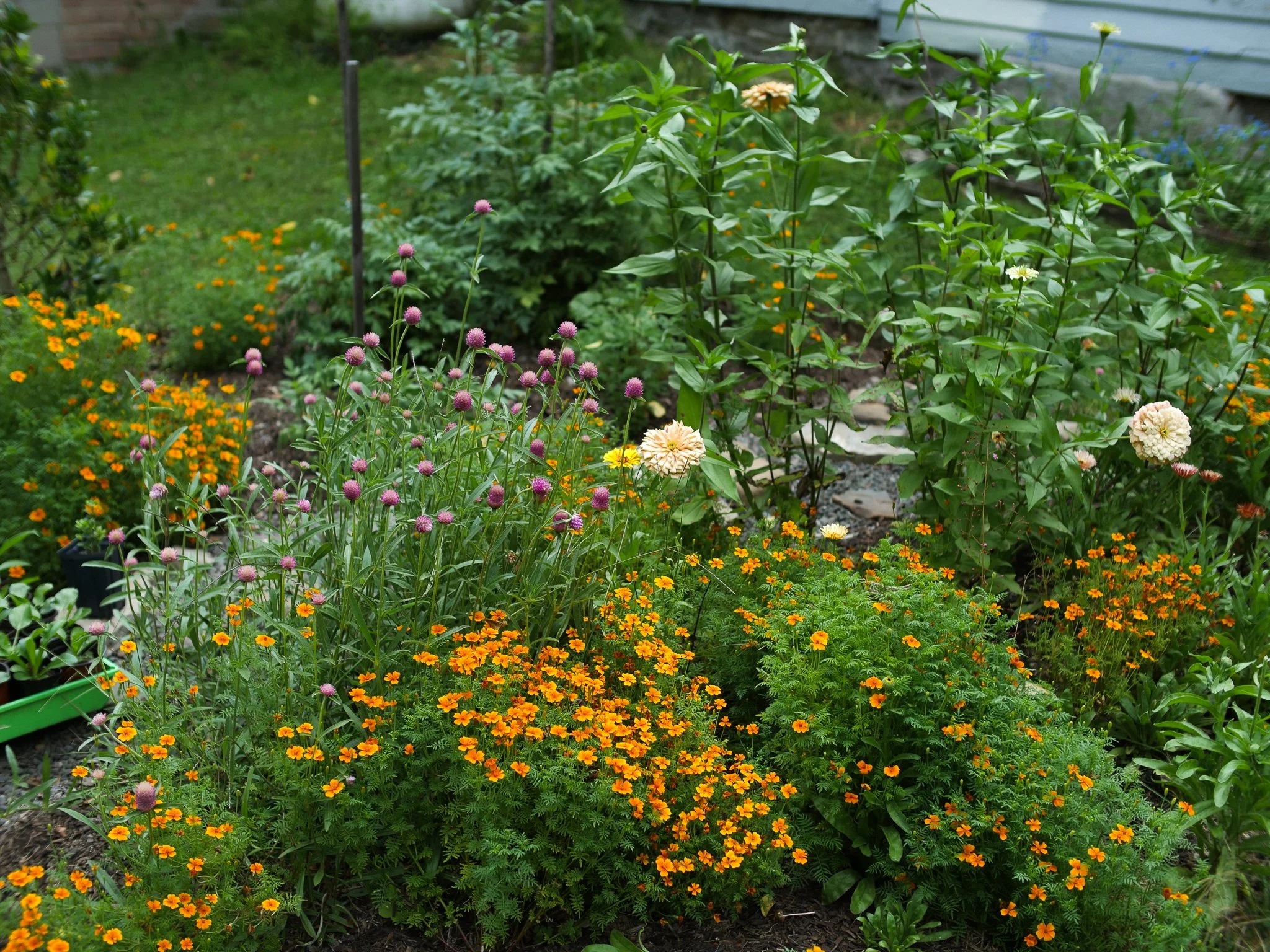 garden 22jpg.jpg