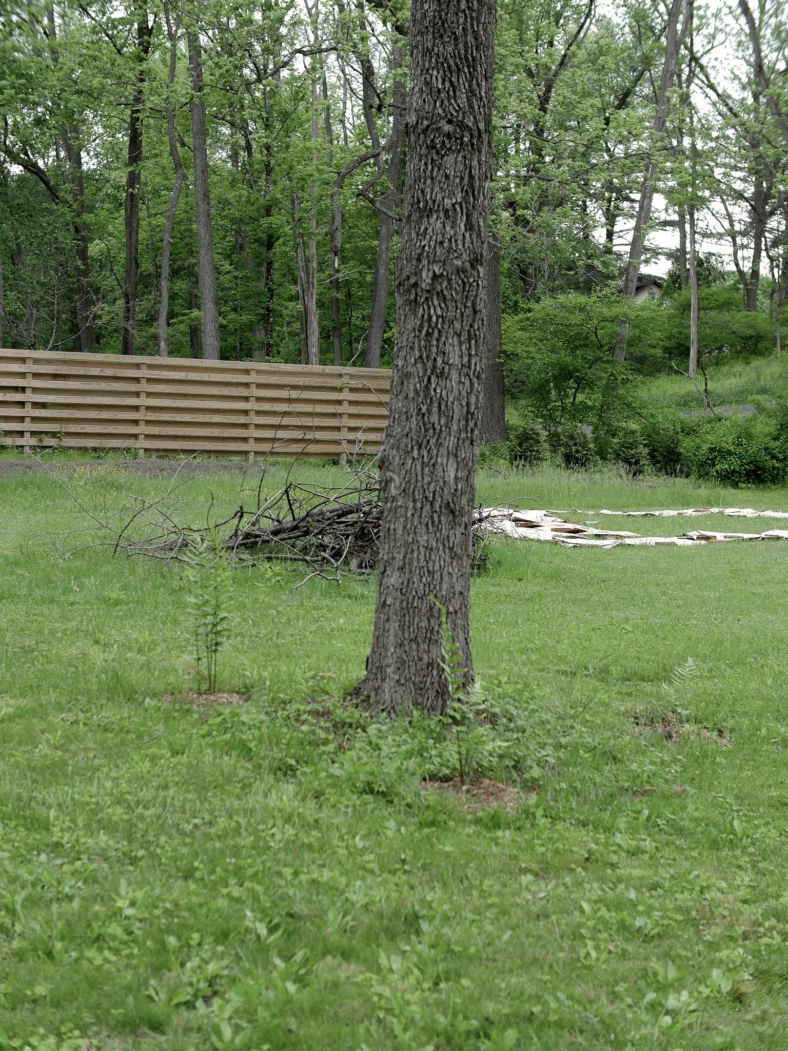 garden before-08.jpg