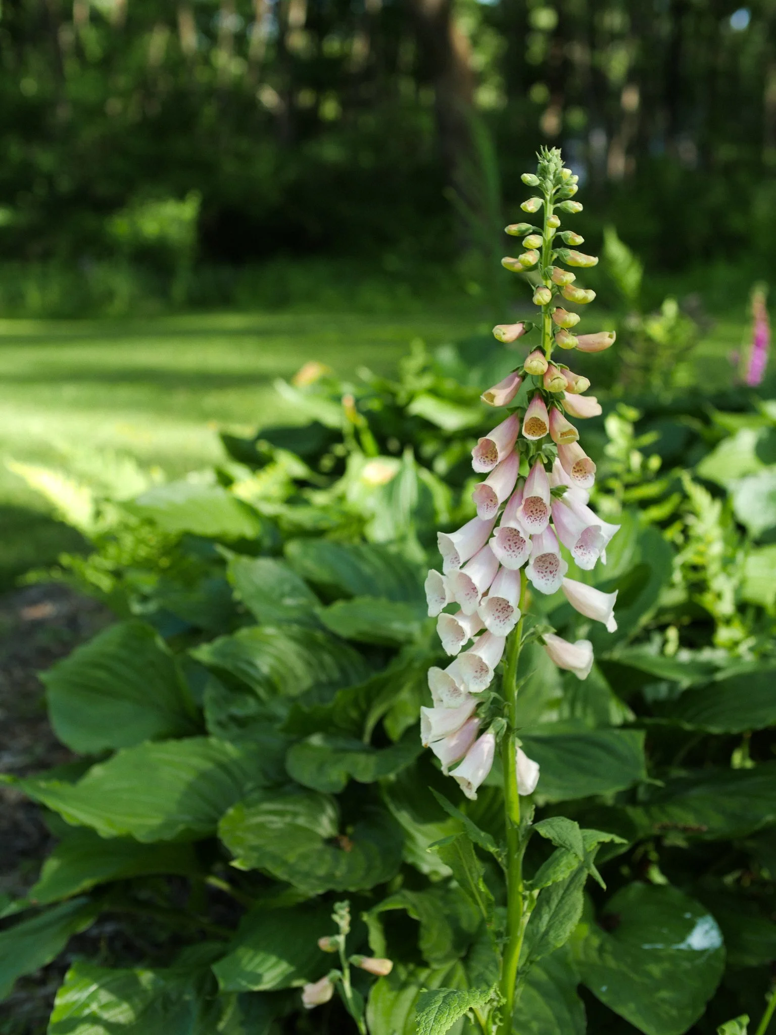 garden 05.jpg