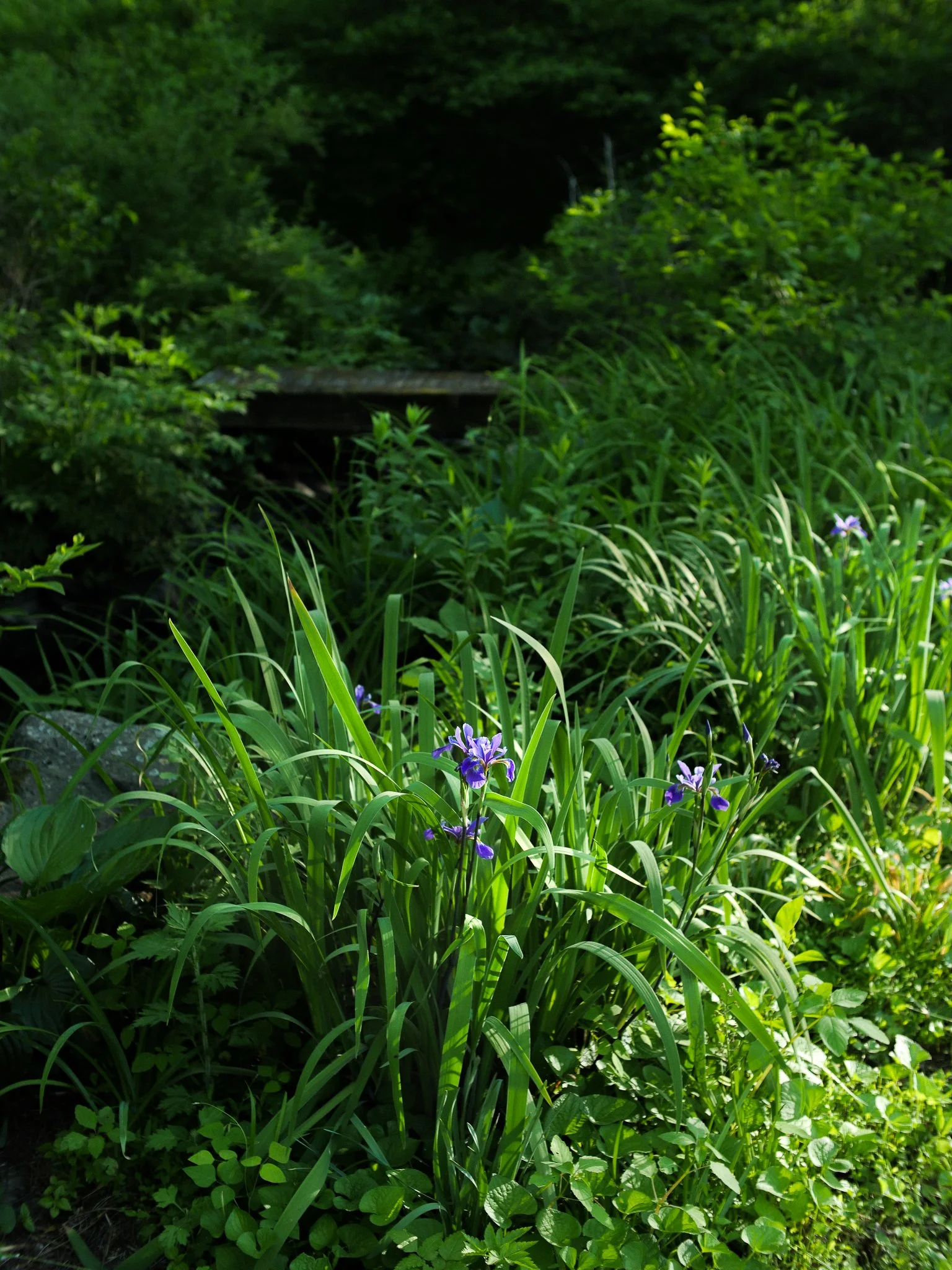 garden 12.jpg