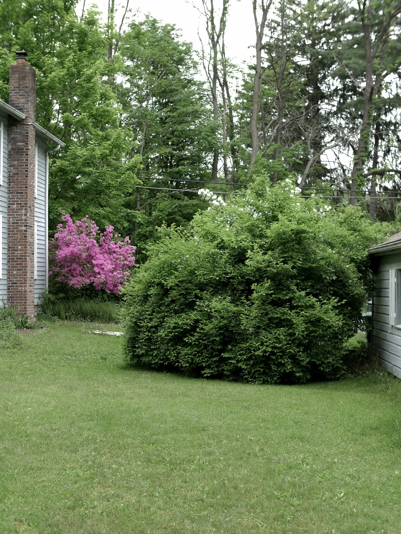 garden before-09.jpg