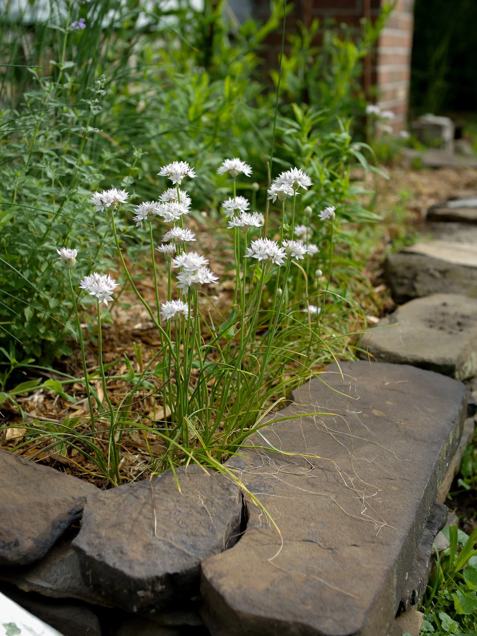 garden 20.jpg