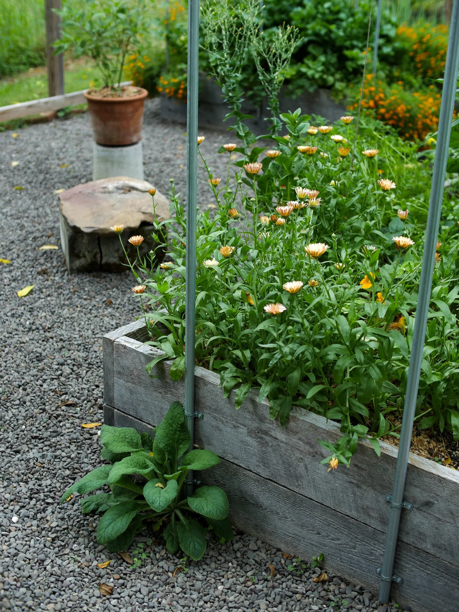 garden 23.jpg
