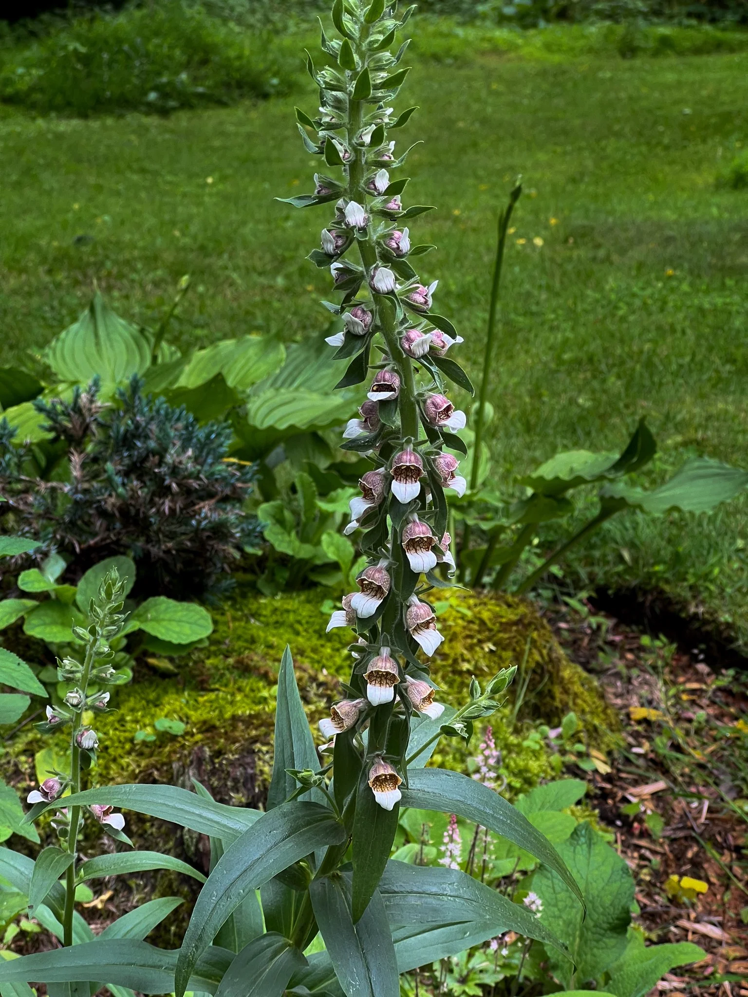 garden 18.jpg