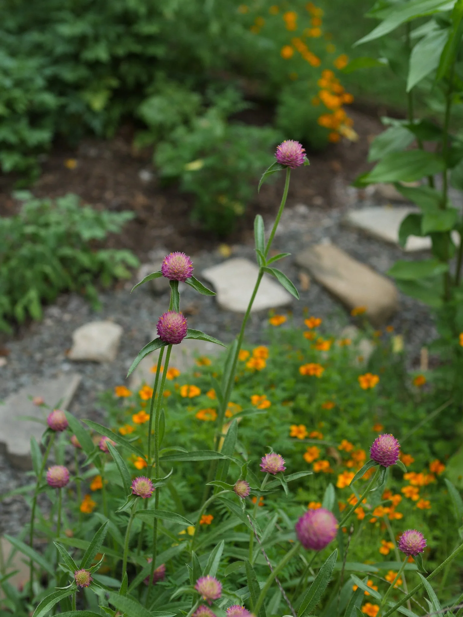 garden 27.jpg