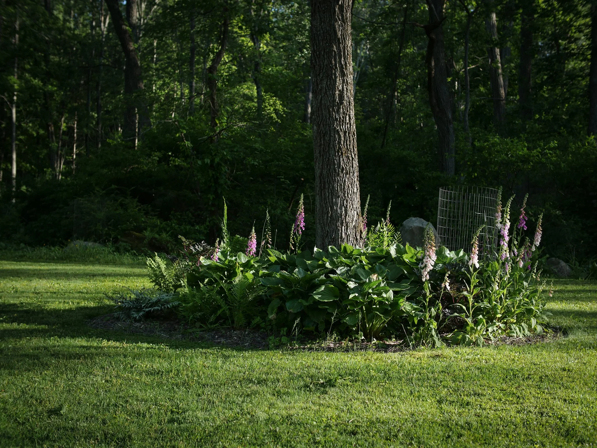 garden 14.jpg