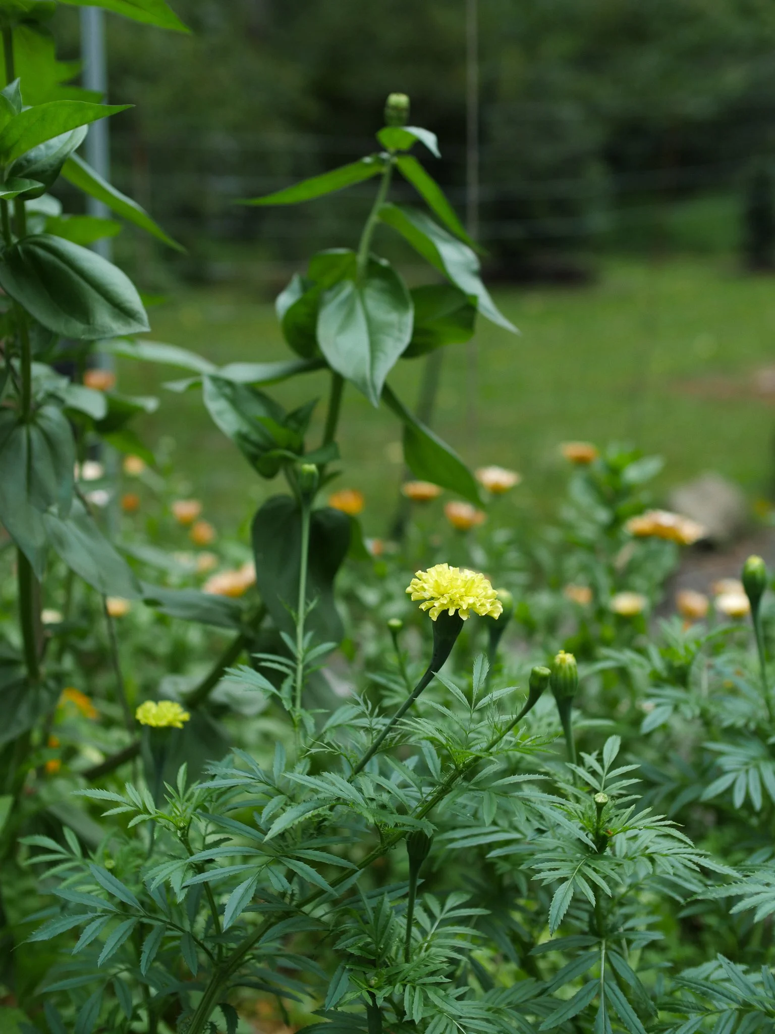 garden 25.jpg