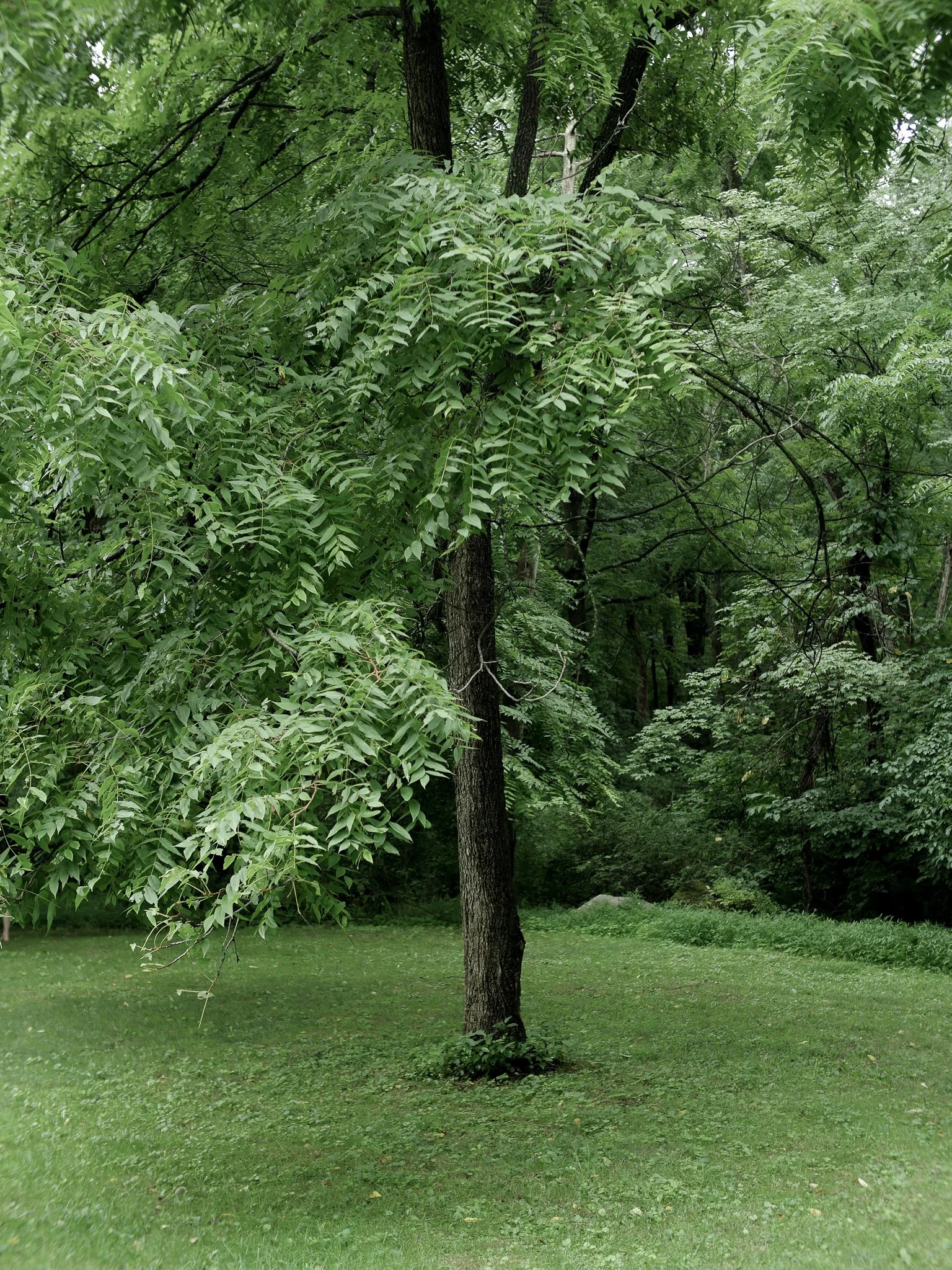 garden before-04.jpg