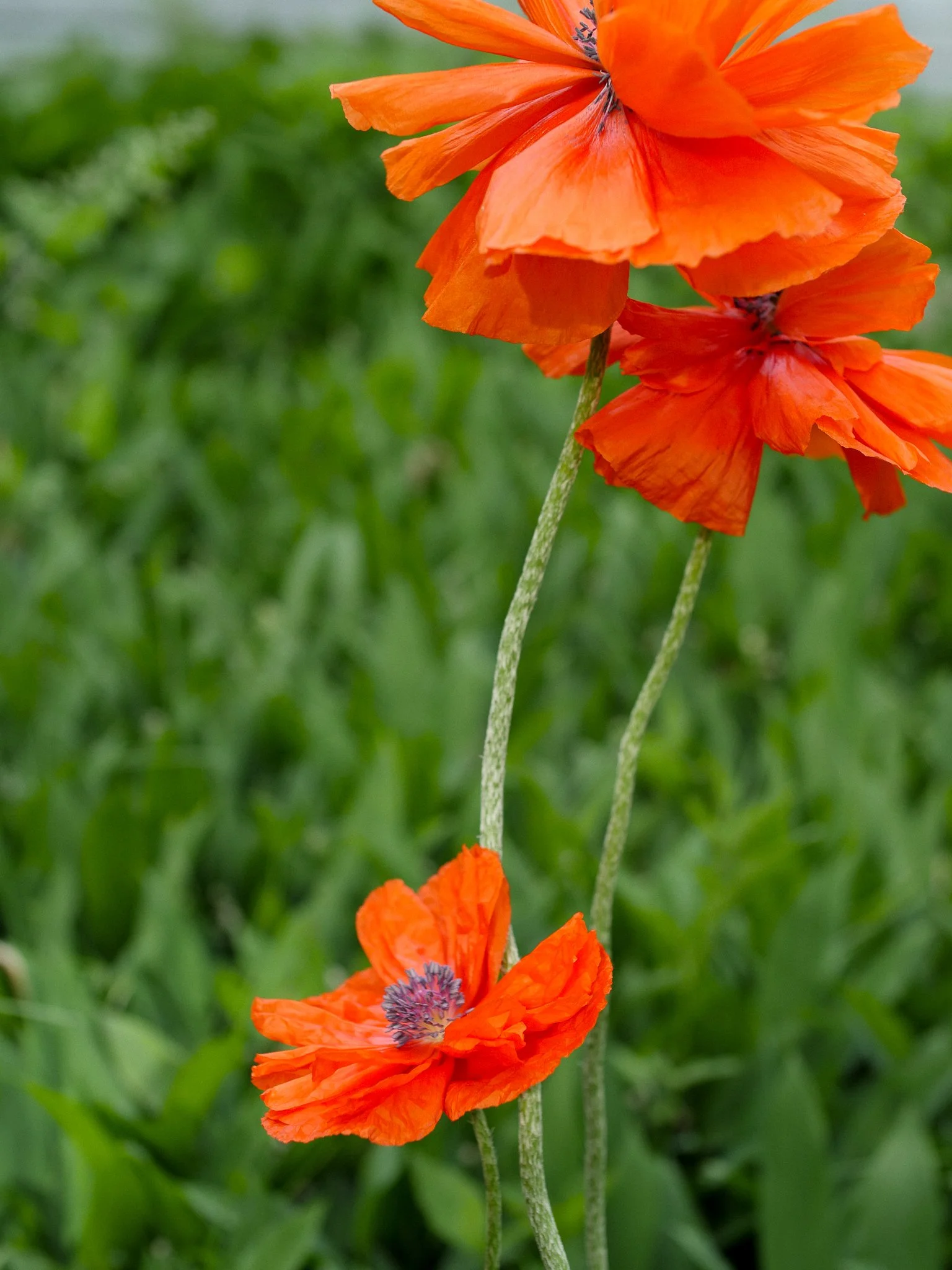 garden 16.jpg
