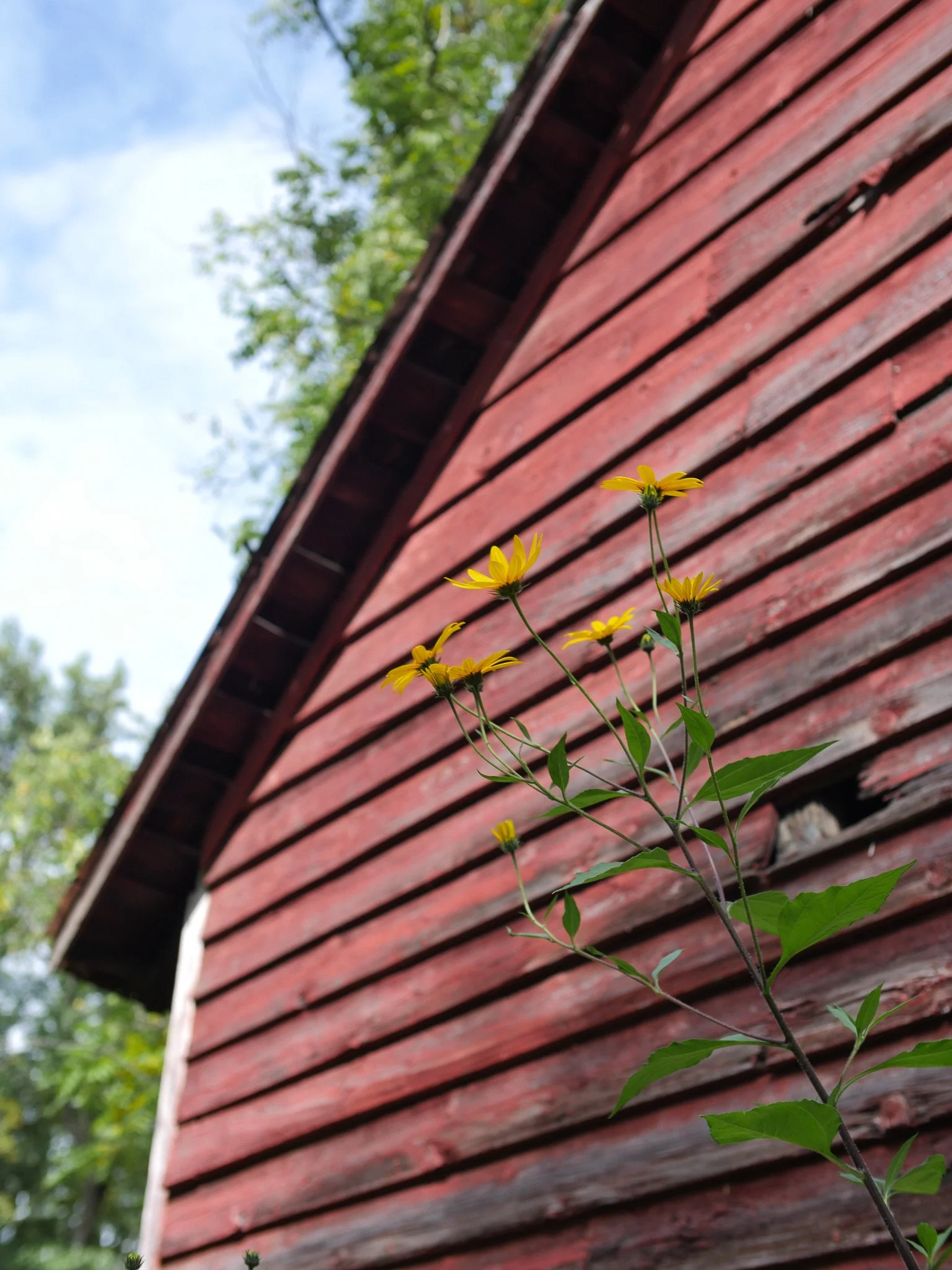 garden 28.jpg