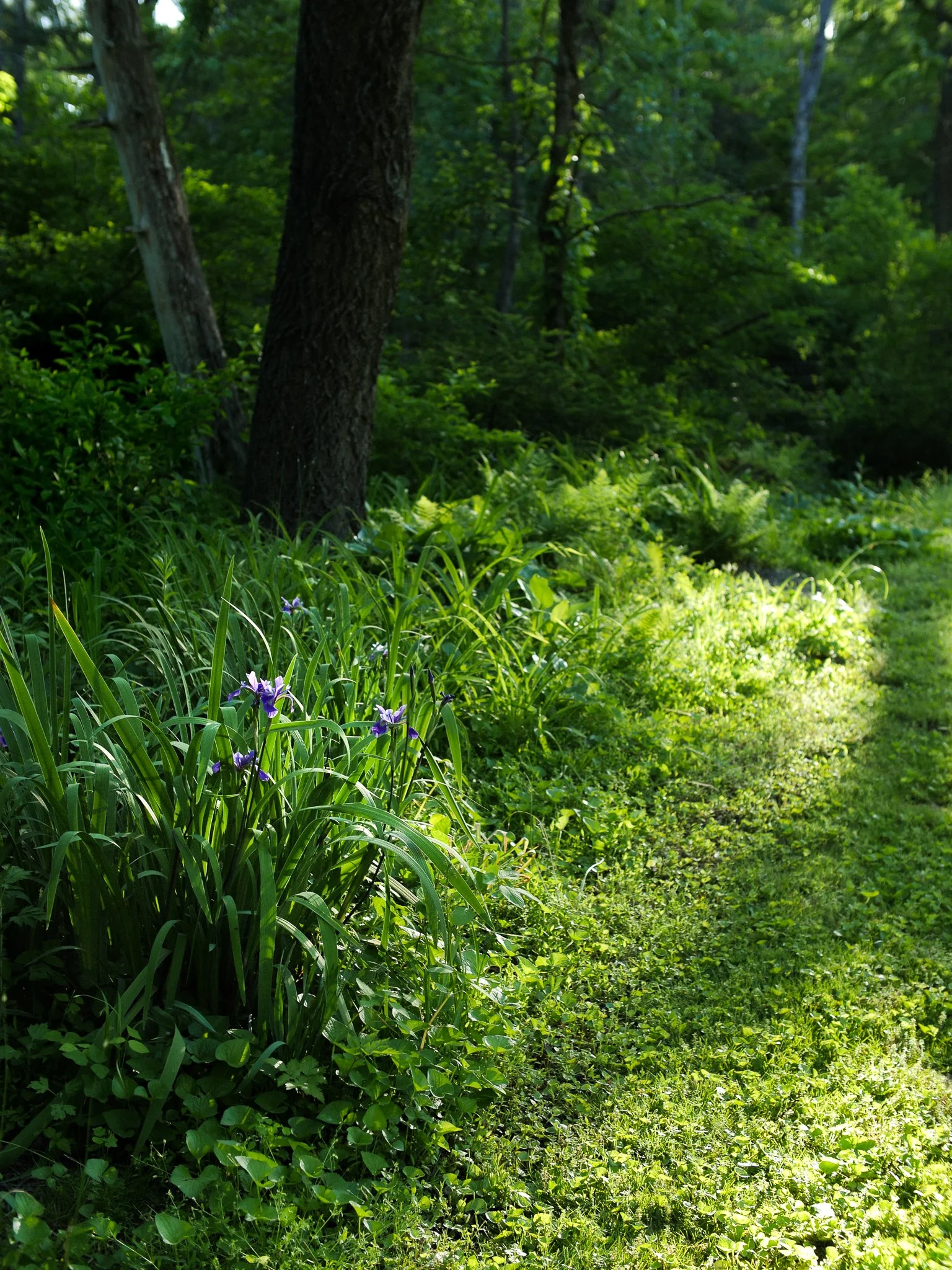garden 13.jpg