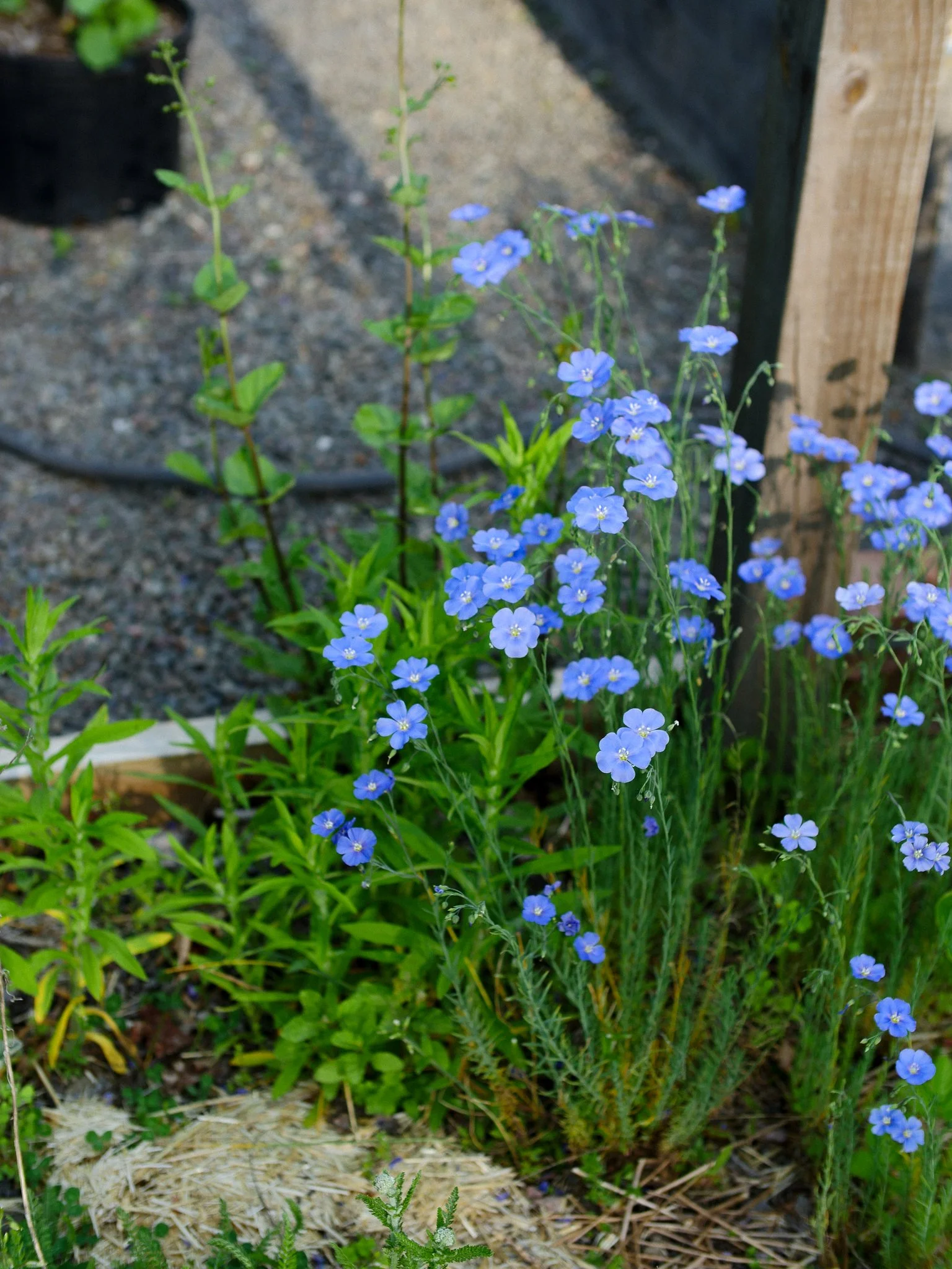 garden 15.jpg