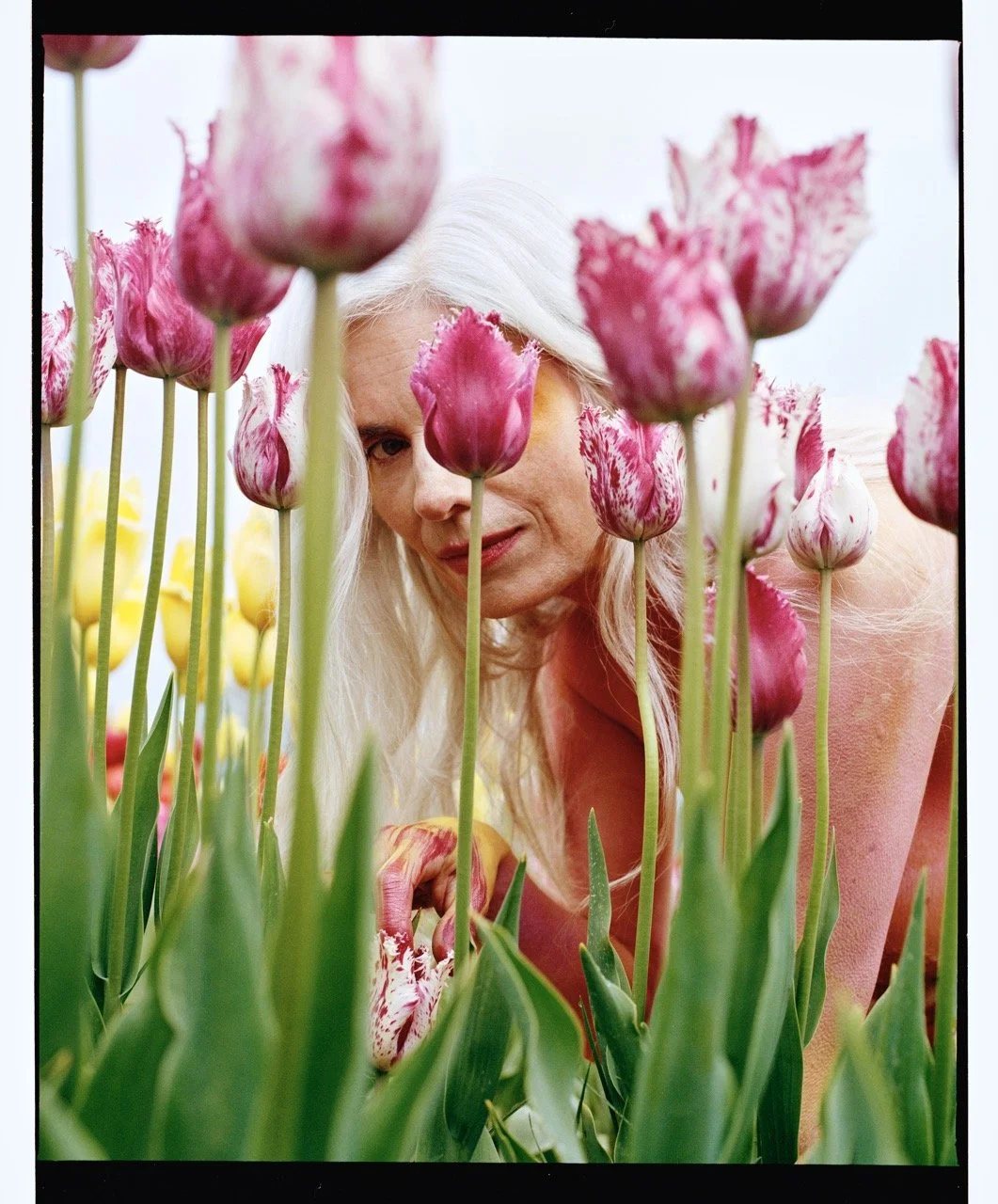 Fallen Flowers