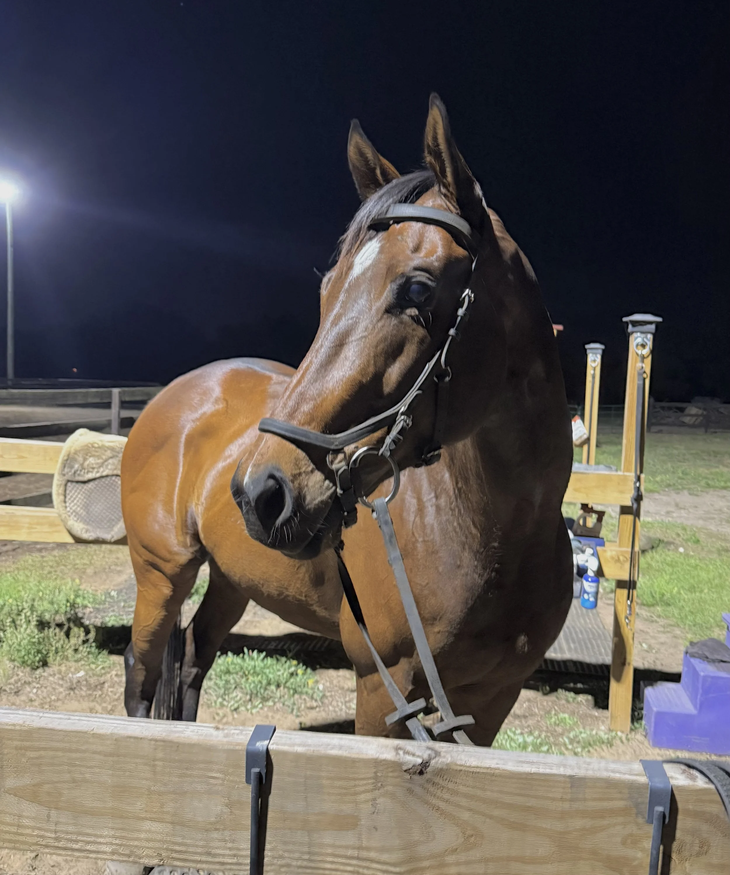 LHS Equine equine performance training program focused on horse development and conditioning in Central Virginia