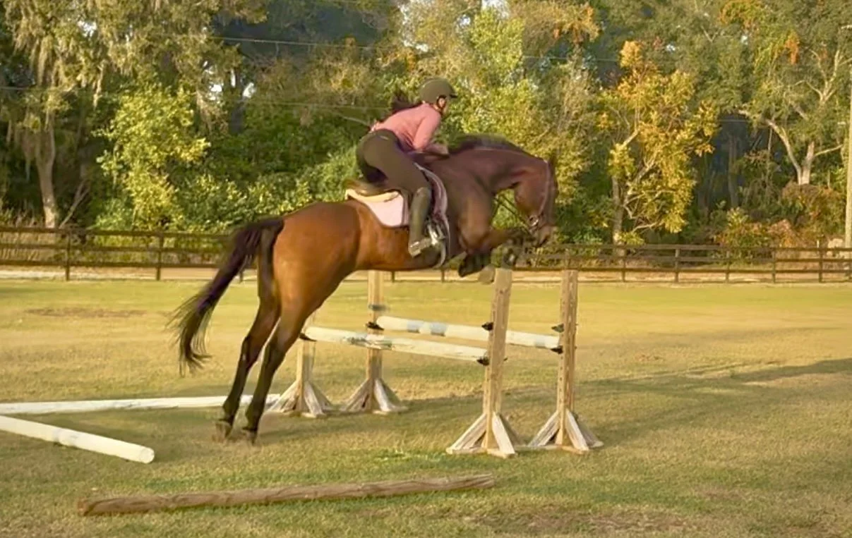 LHS Equine rider and horse training over a jump in Central Virginia during show jumping and sport horse development session