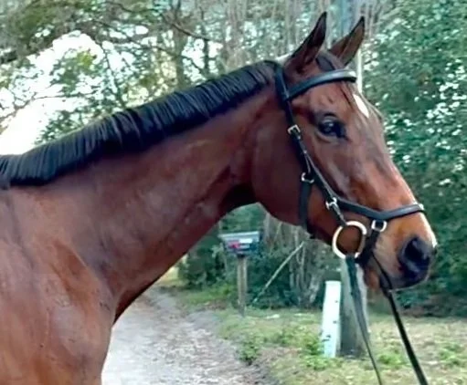 LHS Equine horse leasing and sales offering sport horses in Central Virginia for hunter jumper and eventing training and competition.