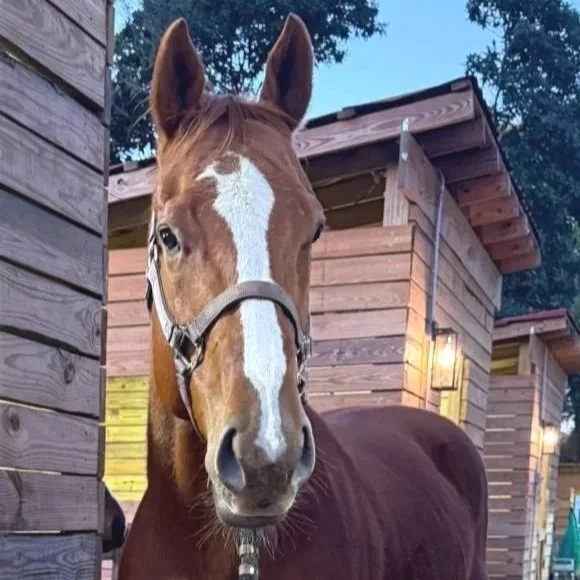 LHS Equine sport horse development in Central Virginia featuring a horse in training and equestrian performance program