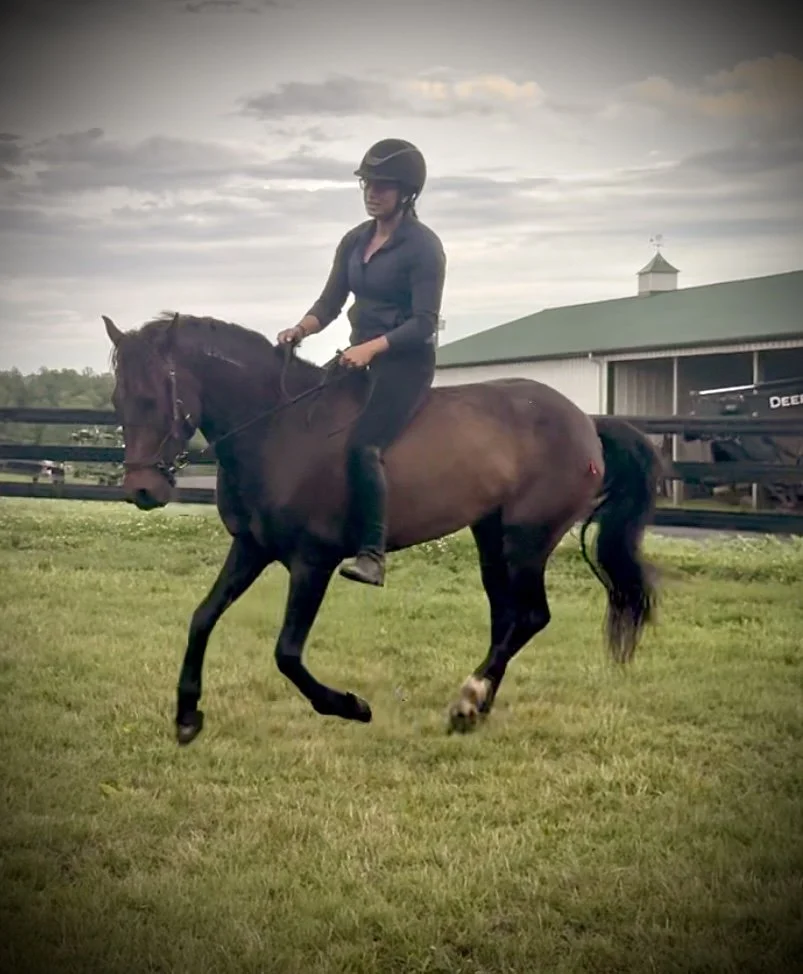 LHS Equine horse and rider in Central Virginia showing sport horse development in eventing and show jumping training program.