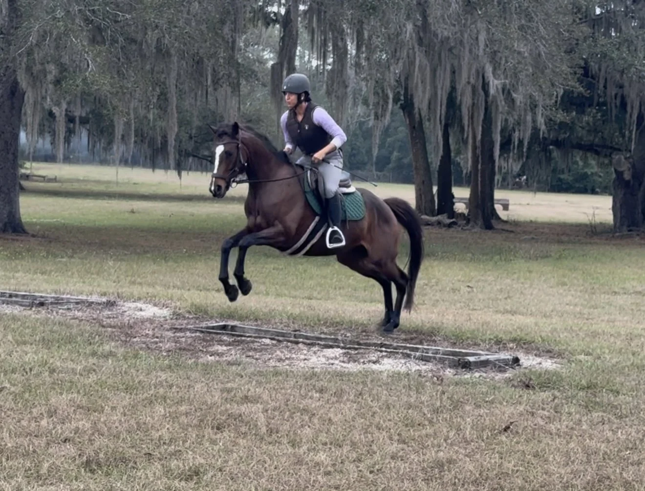 LHS Equine rider and horse jumping during show jumping training in Central Virginia sport horse development and equestrian lesson program