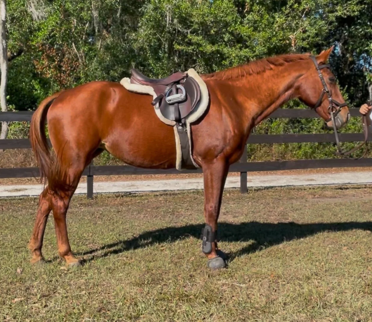 LHS Equine sport horse development in Central Virginia featuring a trained horse in equestrian training and performance program